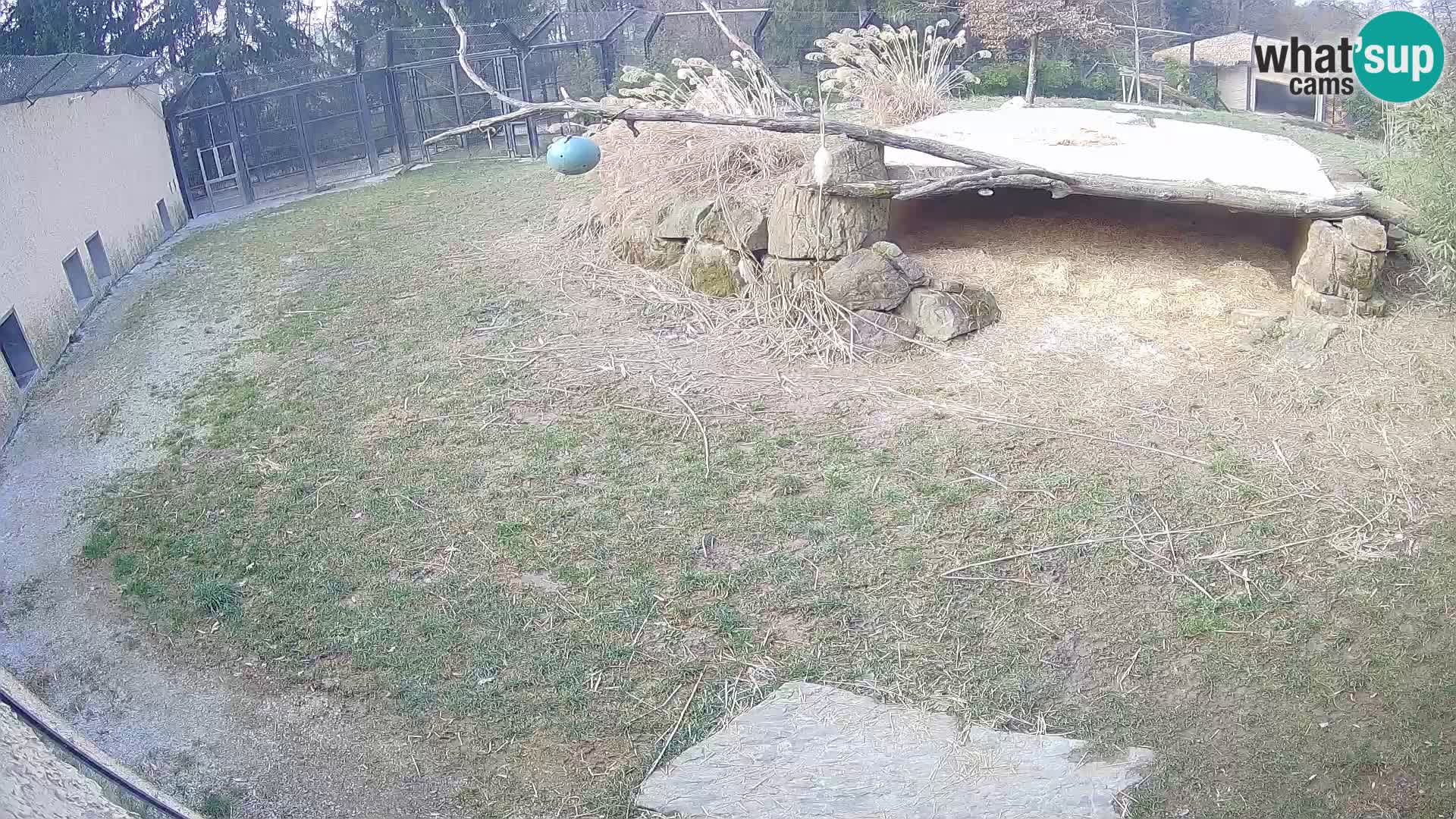 LEVI spletna kamera v živalskem vrtu Ljubljana Zoo