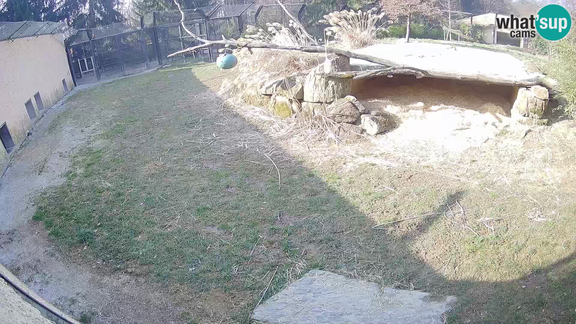 LEONE live Webcam nello zoo di Lubiana – Slovenia