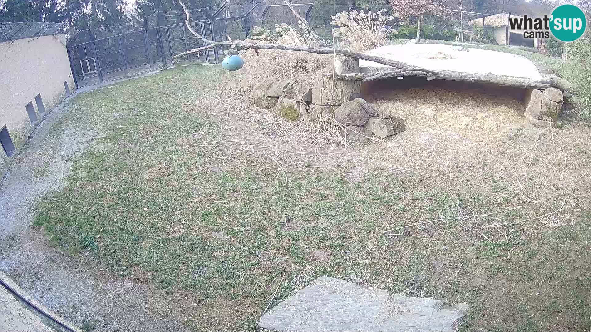 LEONE live Webcam nello zoo di Lubiana – Slovenia