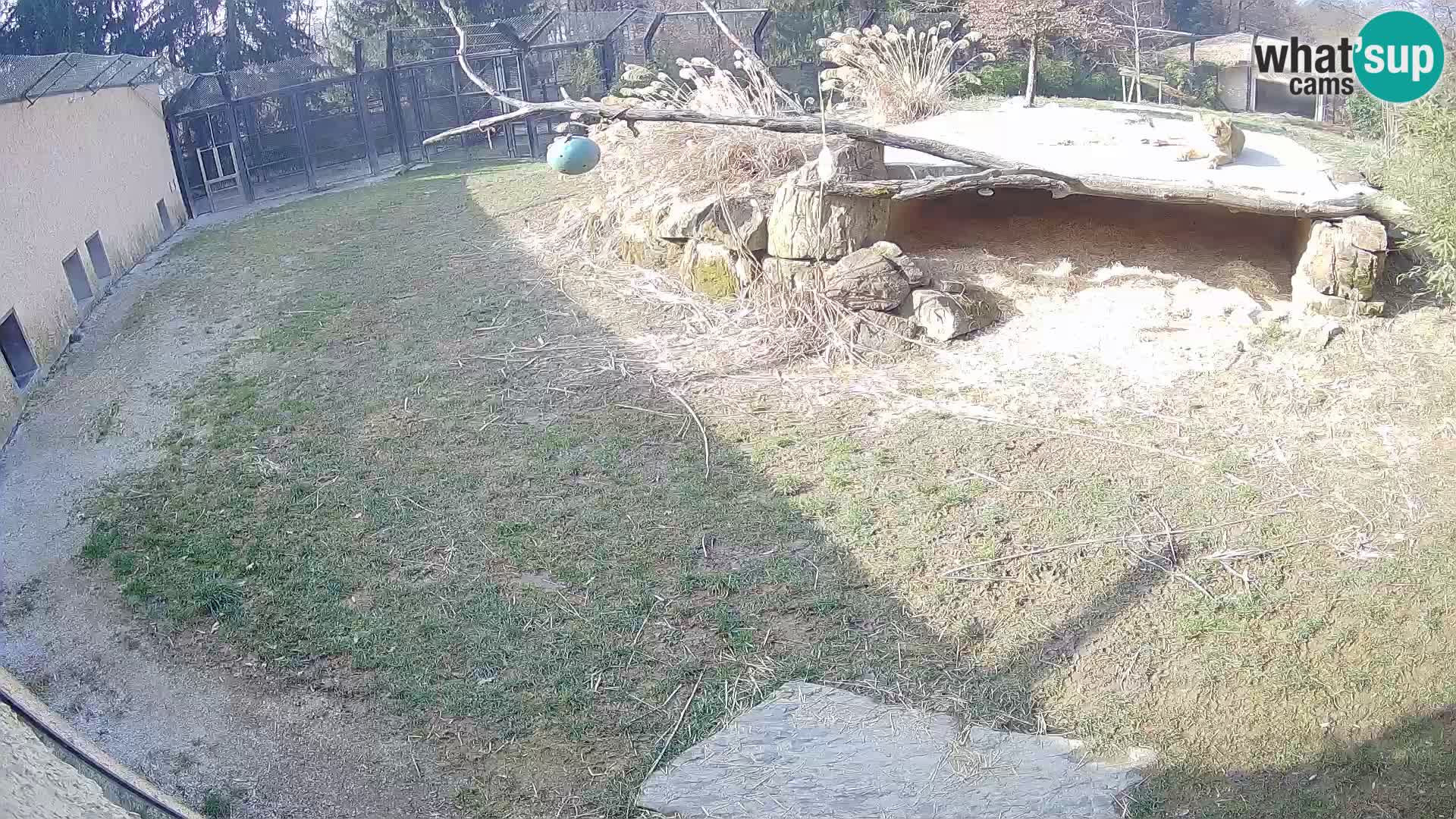 LEONE live Webcam nello zoo di Lubiana – Slovenia