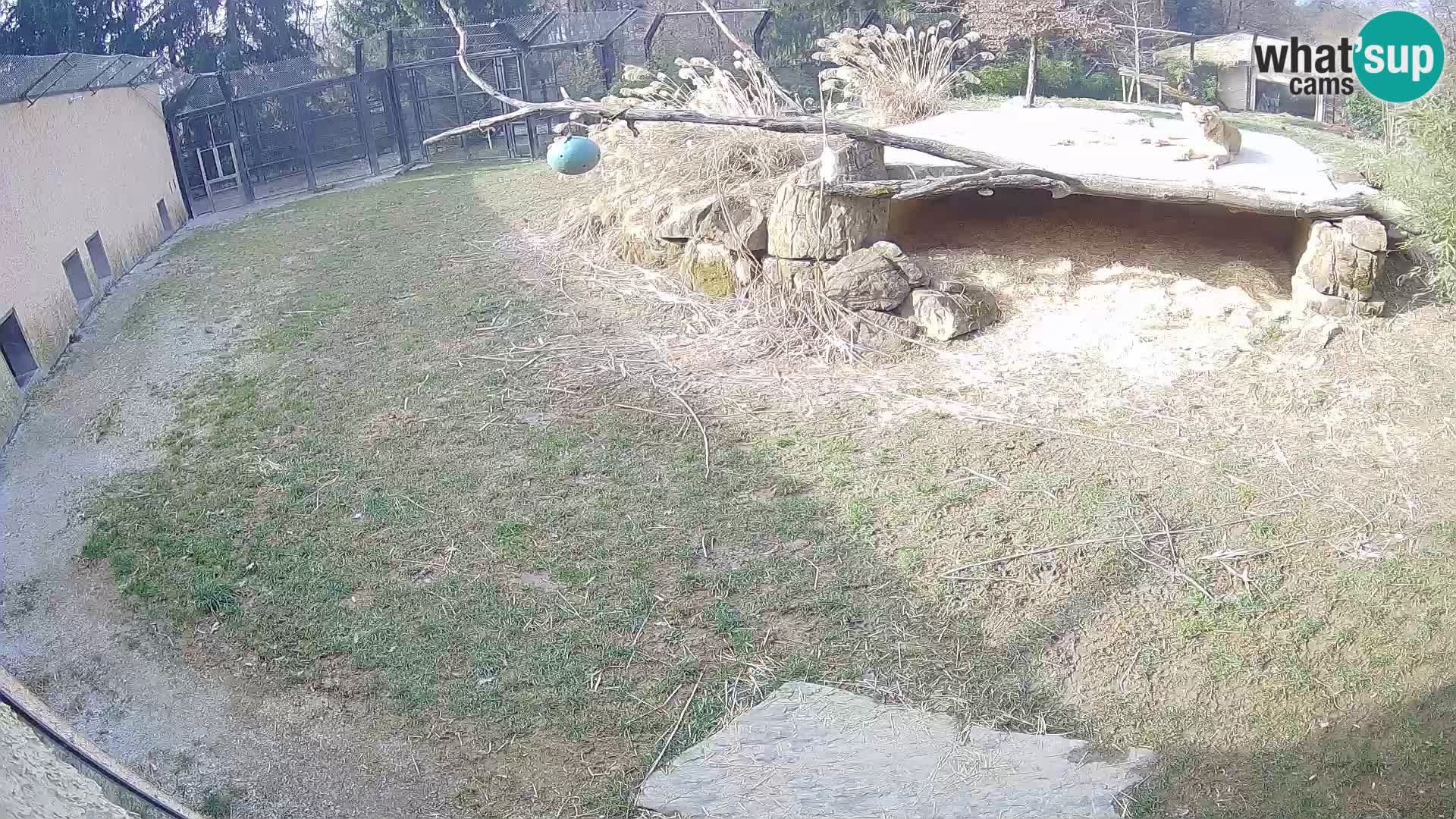 LION webcam en direct du zoo de Ljubljana – Slovénie