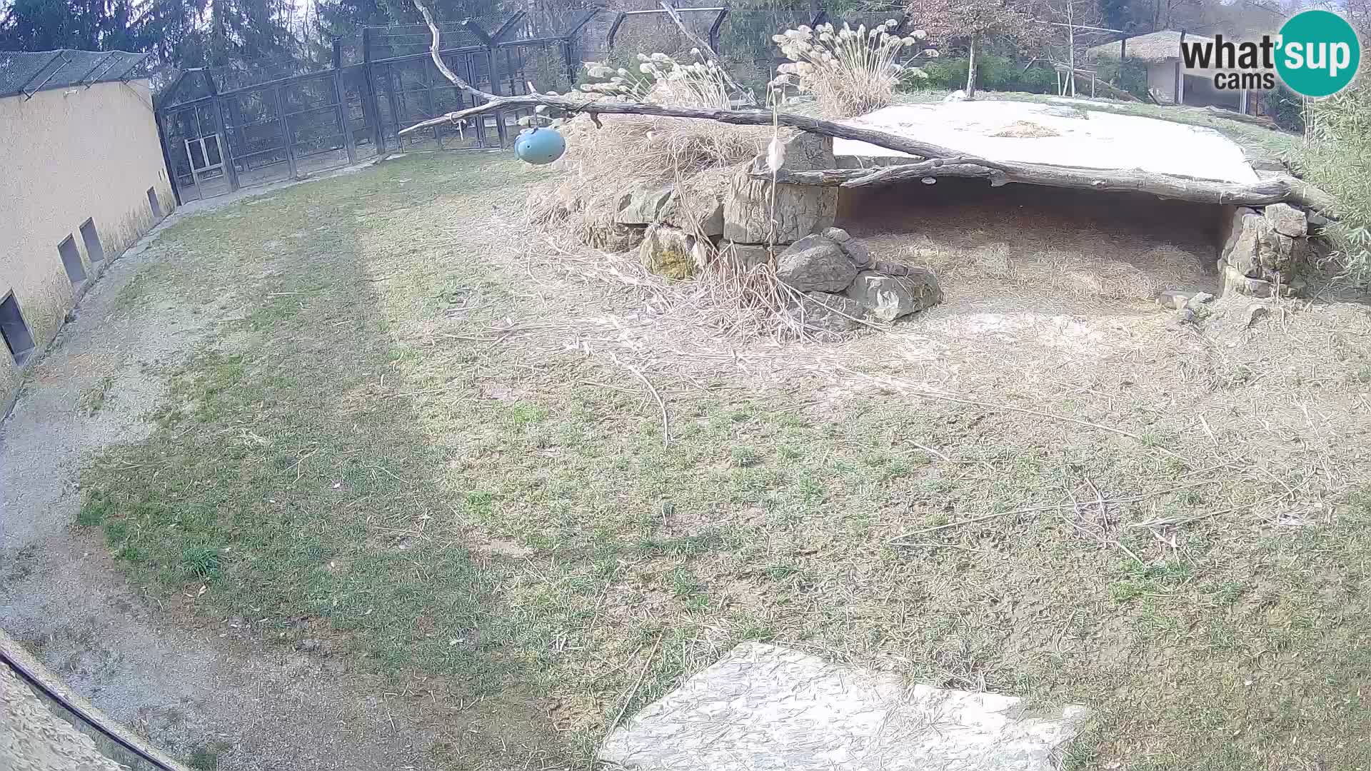 LEVI spletna kamera v živalskem vrtu Ljubljana Zoo