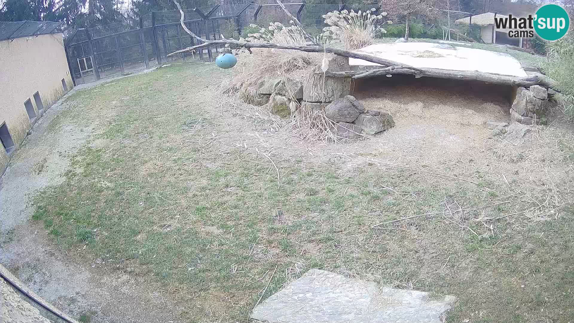 LEVI spletna kamera v živalskem vrtu Ljubljana Zoo