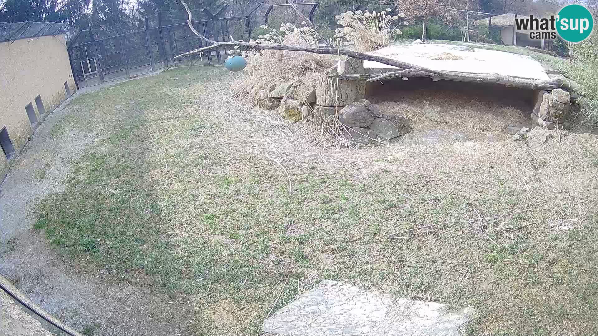 LEONE live Webcam nello zoo di Lubiana – Slovenia