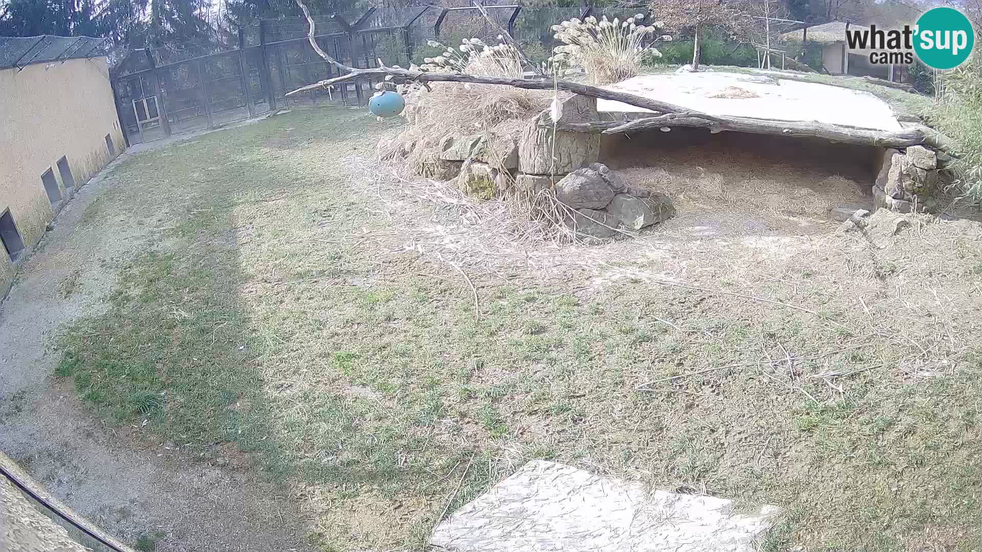 LEONE live Webcam nello zoo di Lubiana – Slovenia