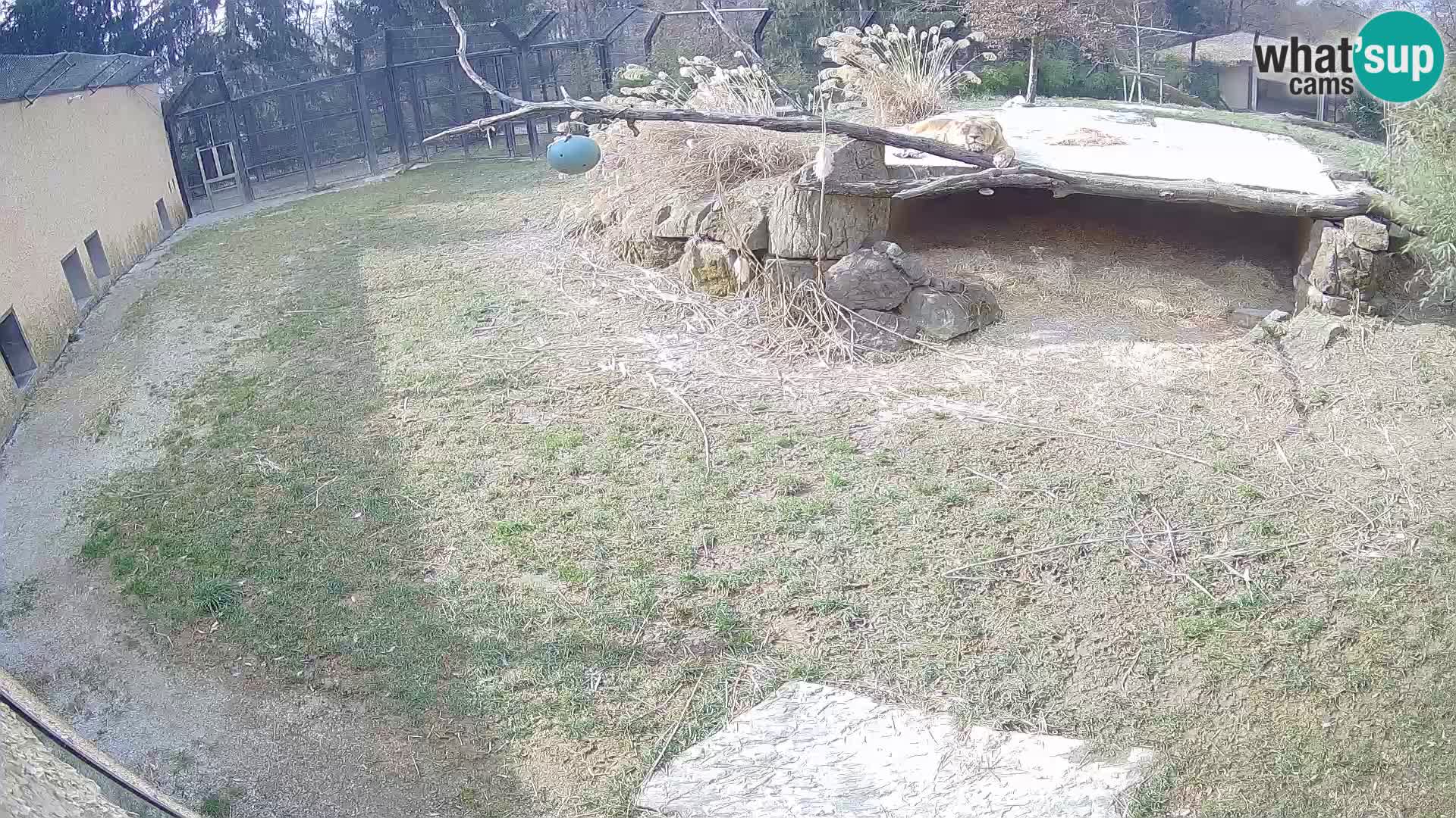 Löwe live Webcam im Zoo von Ljubljana – Slowenien