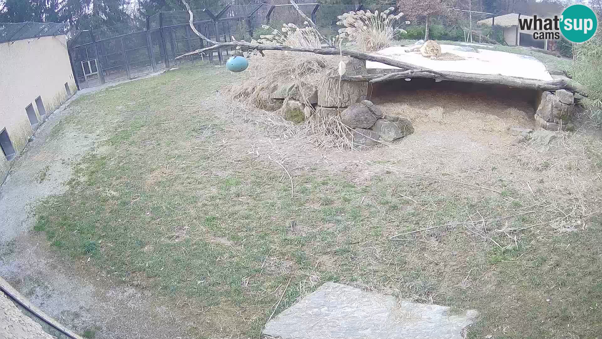 Löwe live Webcam im Zoo von Ljubljana – Slowenien