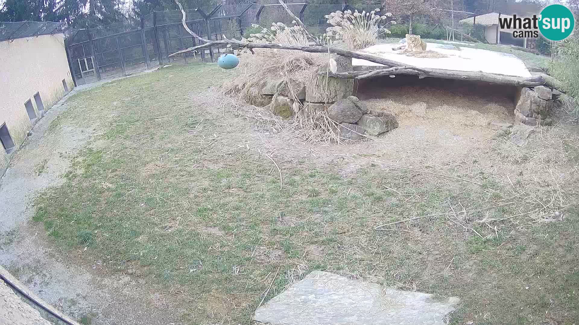 Löwe live Webcam im Zoo von Ljubljana – Slowenien