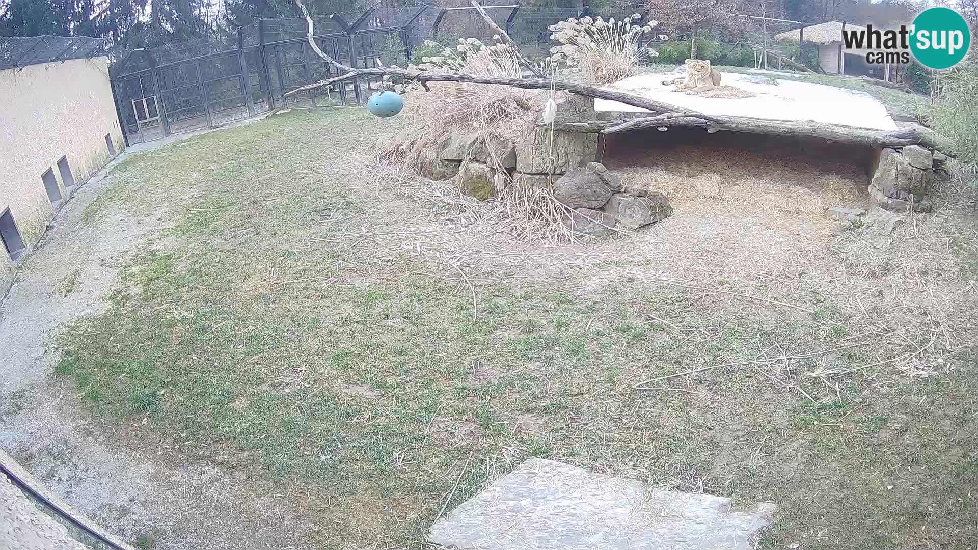 LION webcam en direct du zoo de Ljubljana – Slovénie