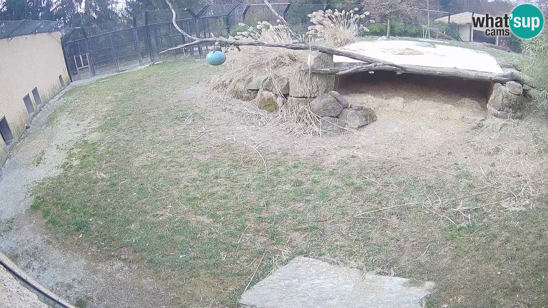 Löwe live Webcam im Zoo von Ljubljana – Slowenien