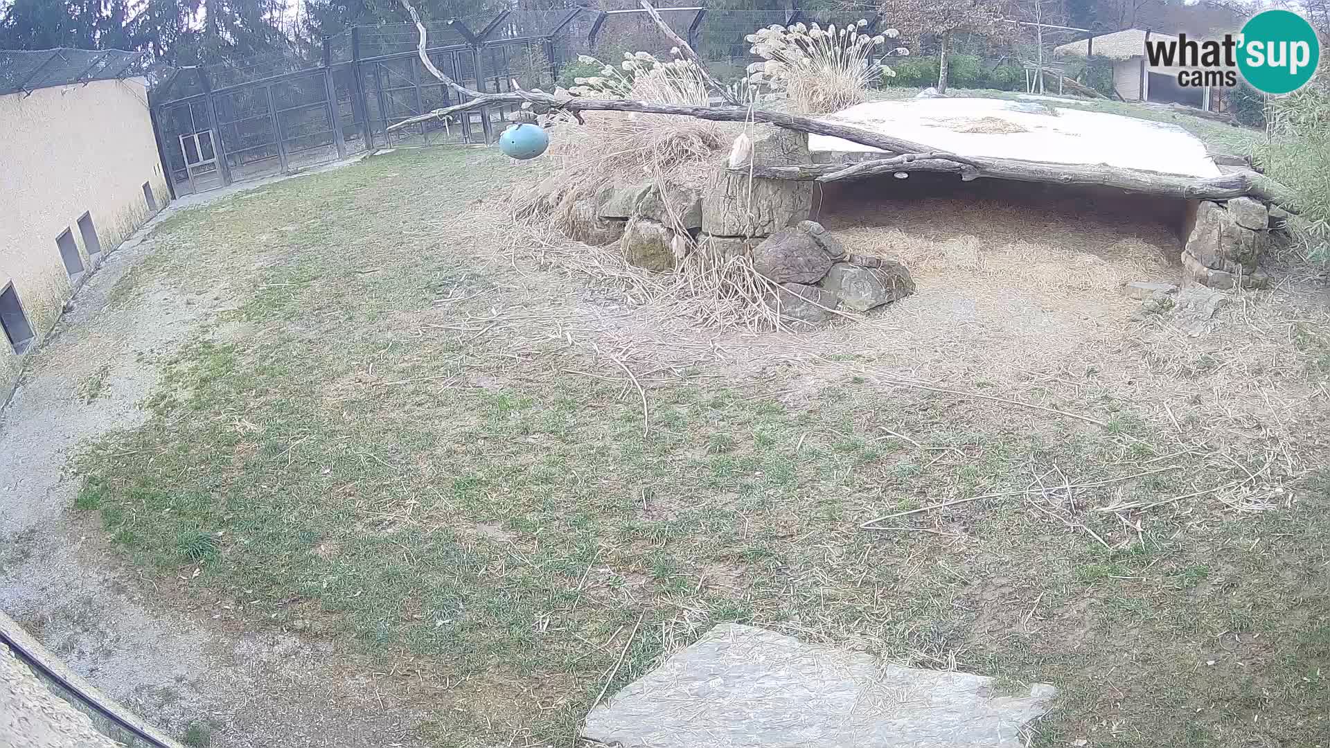 Löwe live Webcam im Zoo von Ljubljana – Slowenien