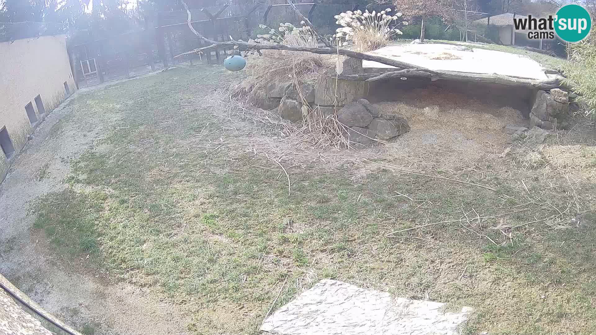 LEONE live Webcam nello zoo di Lubiana – Slovenia