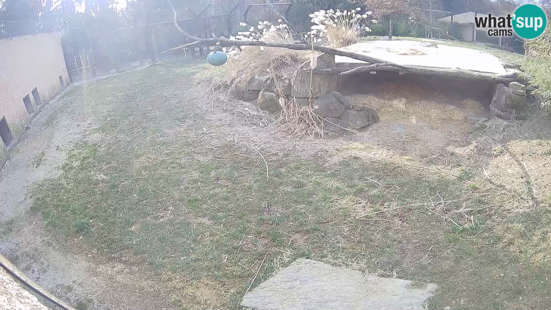 Löwe live Webcam im Zoo von Ljubljana – Slowenien