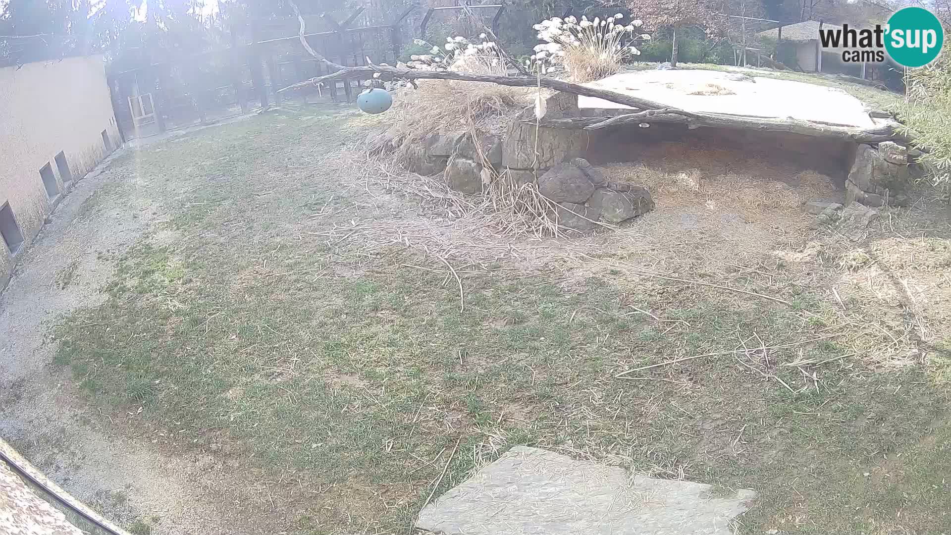 LION live Webcam in Ljubljana Zoo – Slovenia