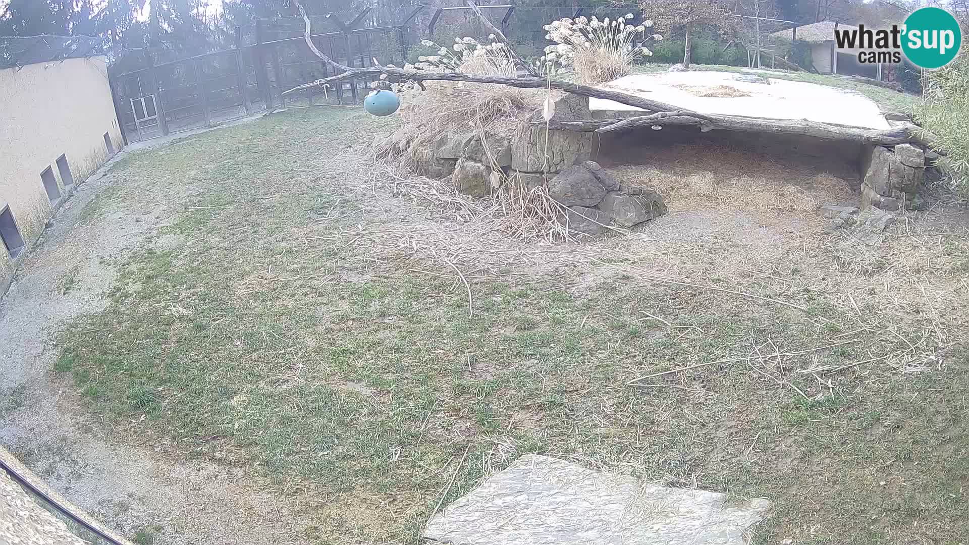 LION webcam en direct du zoo de Ljubljana – Slovénie