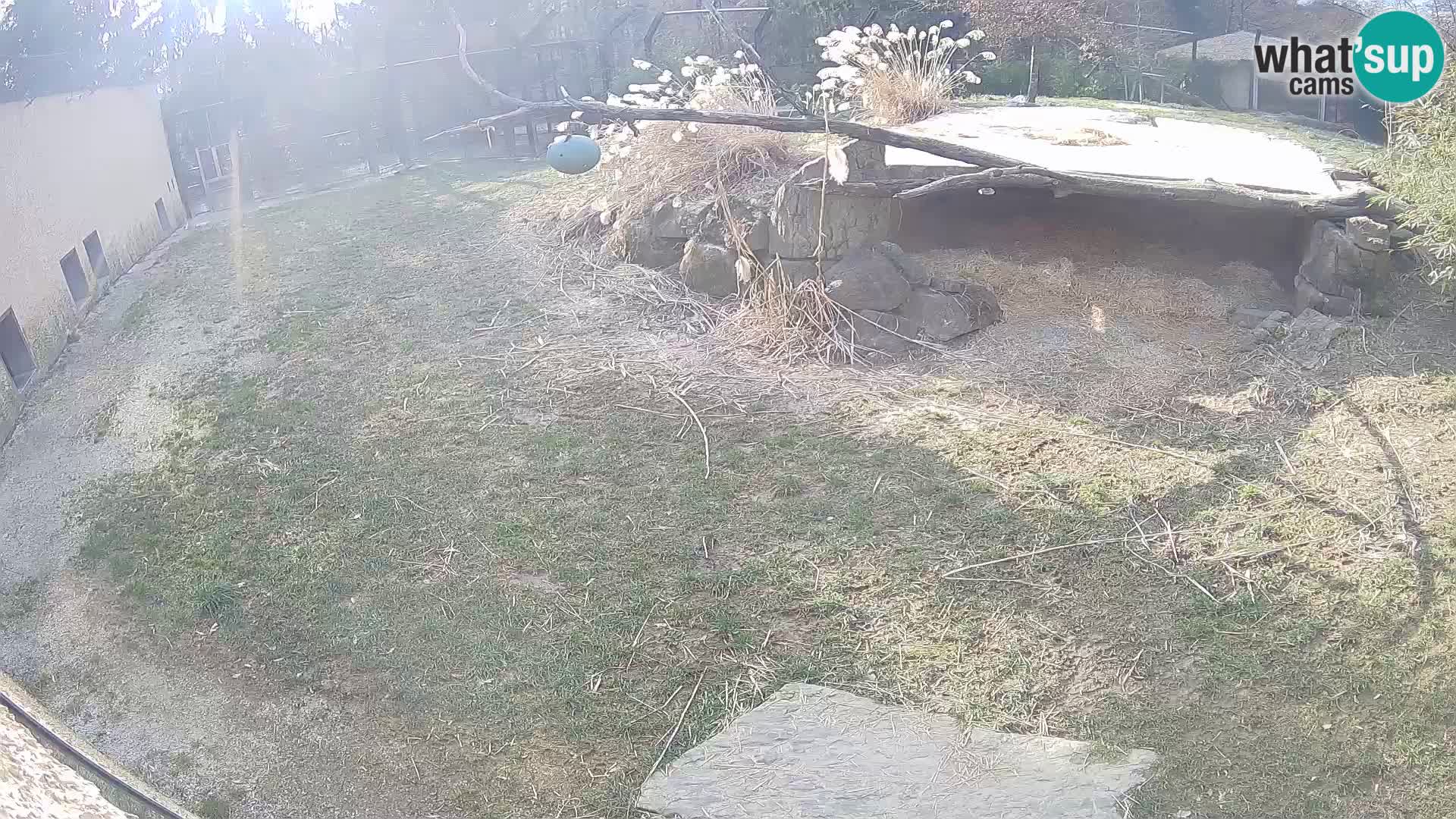 Löwe live Webcam im Zoo von Ljubljana – Slowenien