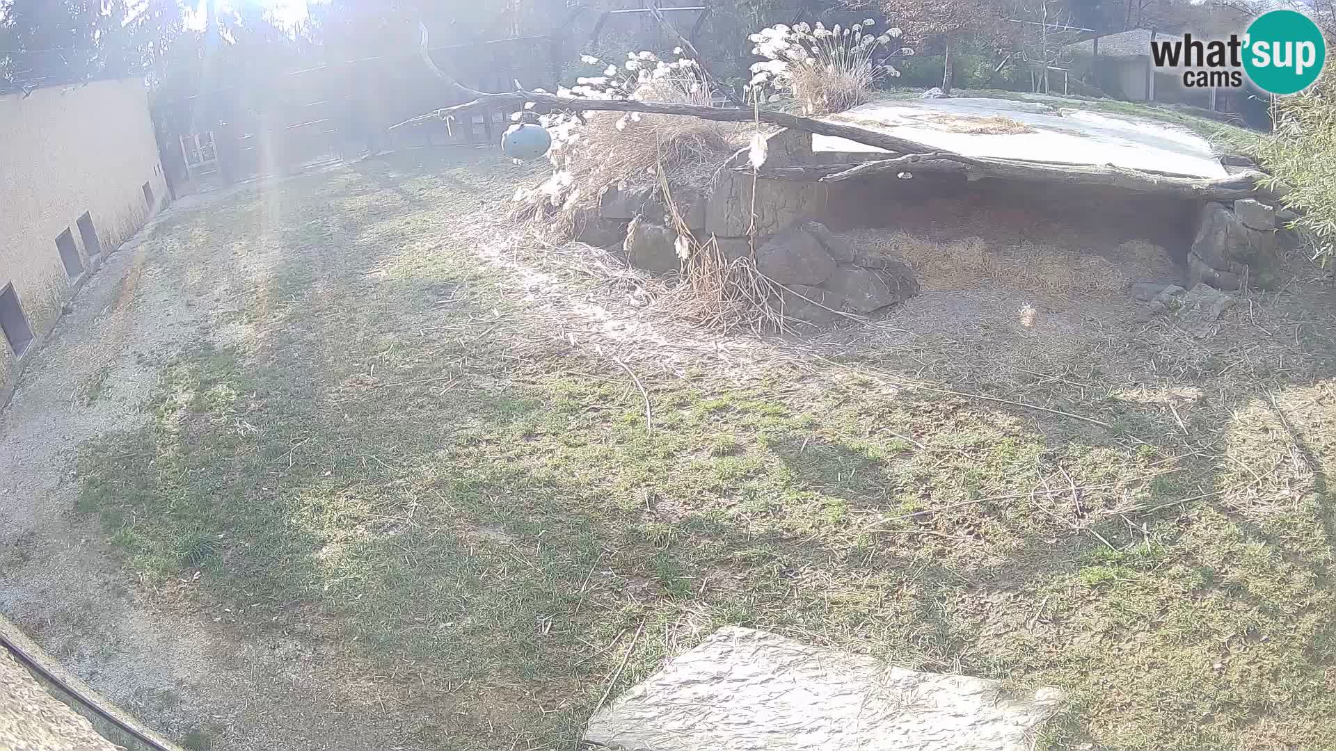 Löwe live Webcam im Zoo von Ljubljana – Slowenien