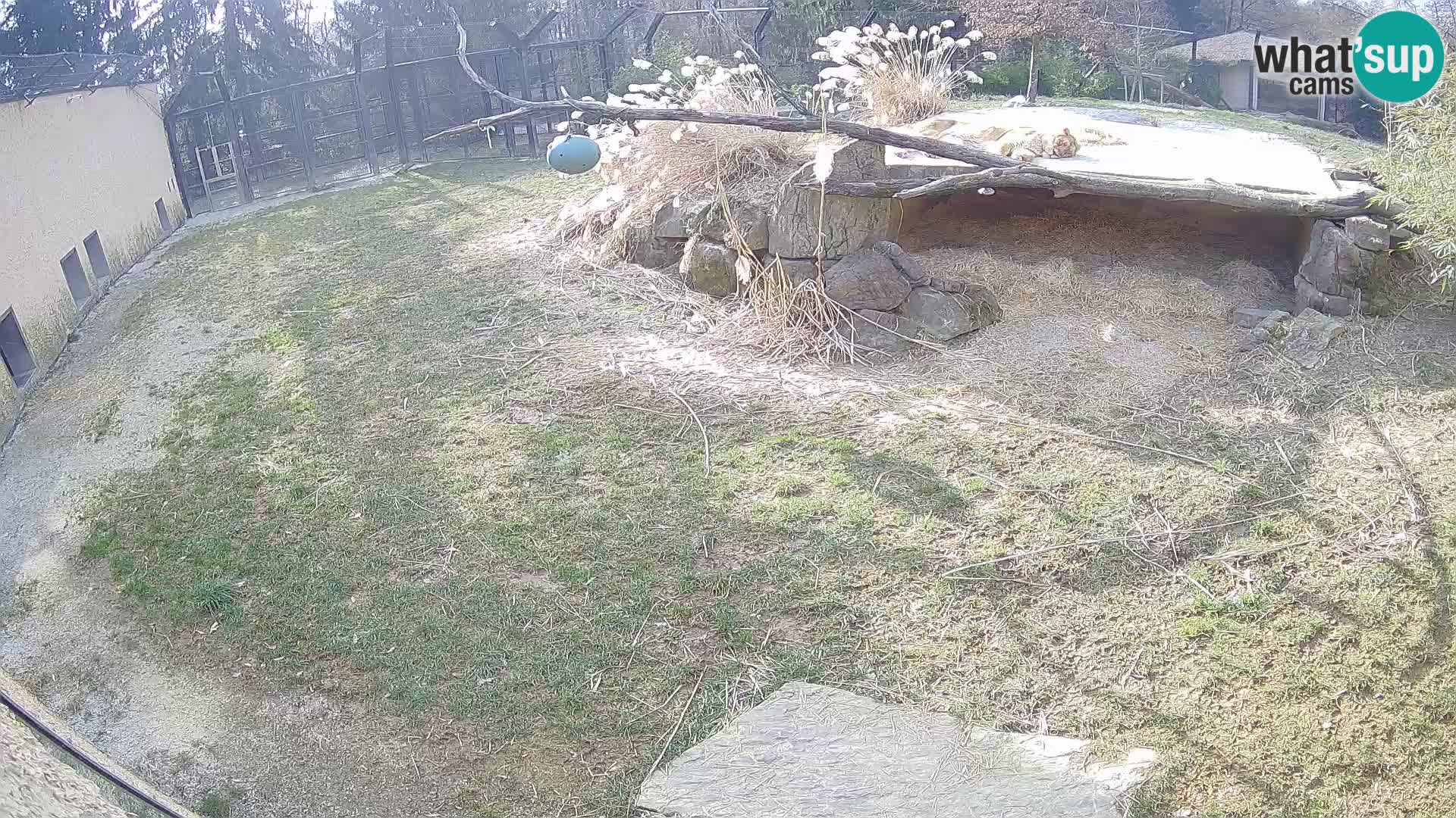 LEONE live Webcam nello zoo di Lubiana – Slovenia