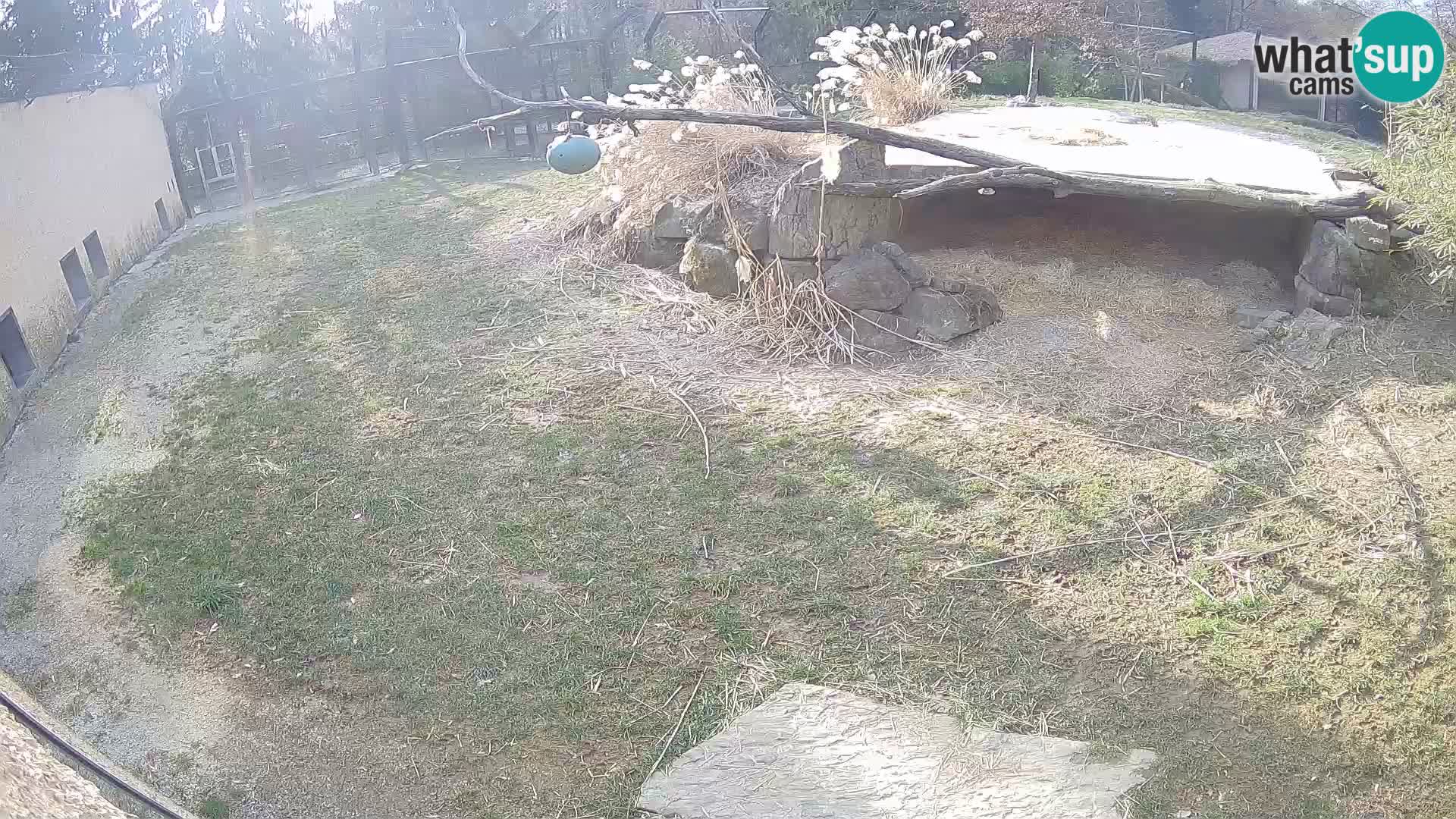 Löwe live Webcam im Zoo von Ljubljana – Slowenien