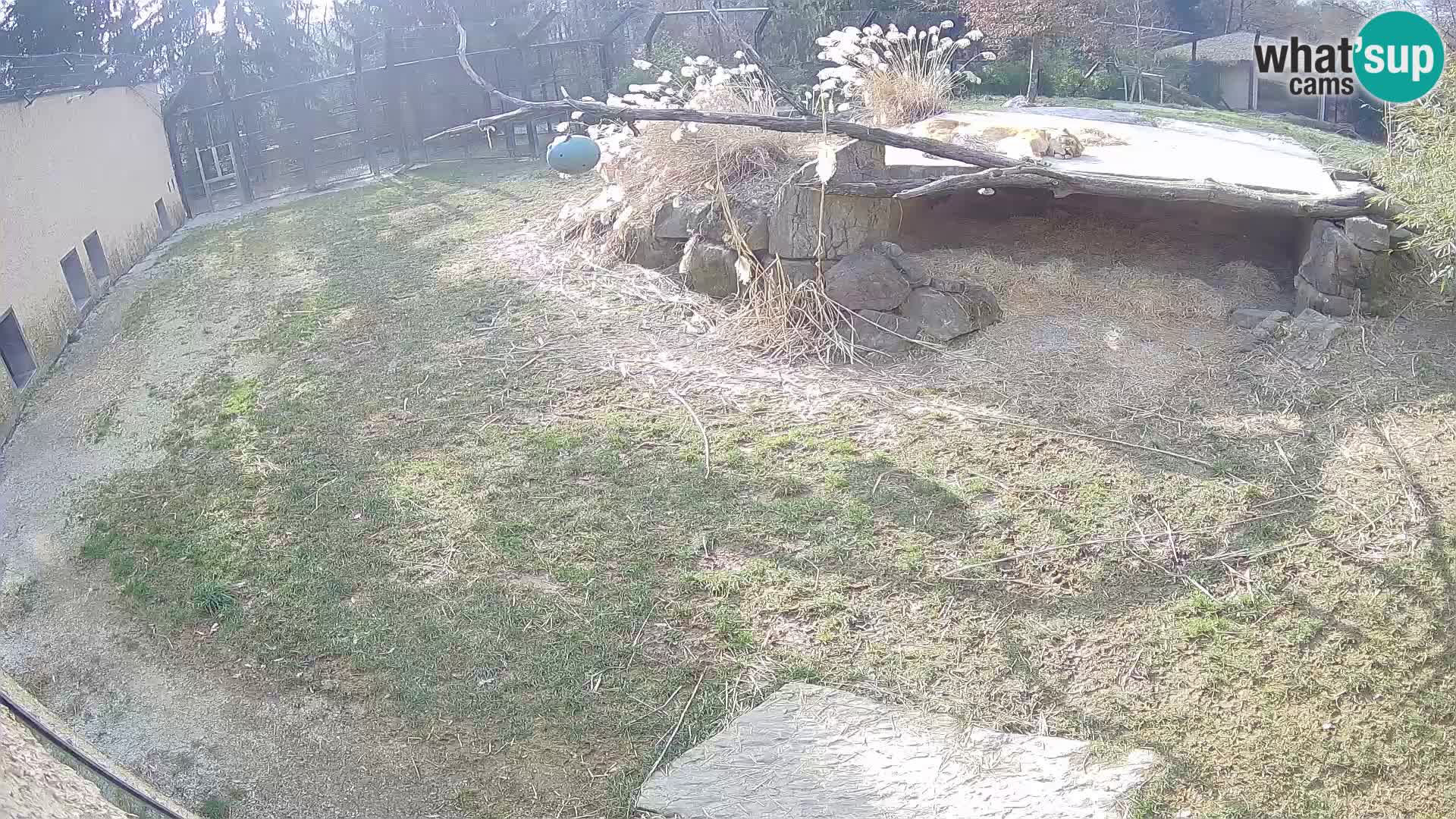 Löwe live Webcam im Zoo von Ljubljana – Slowenien