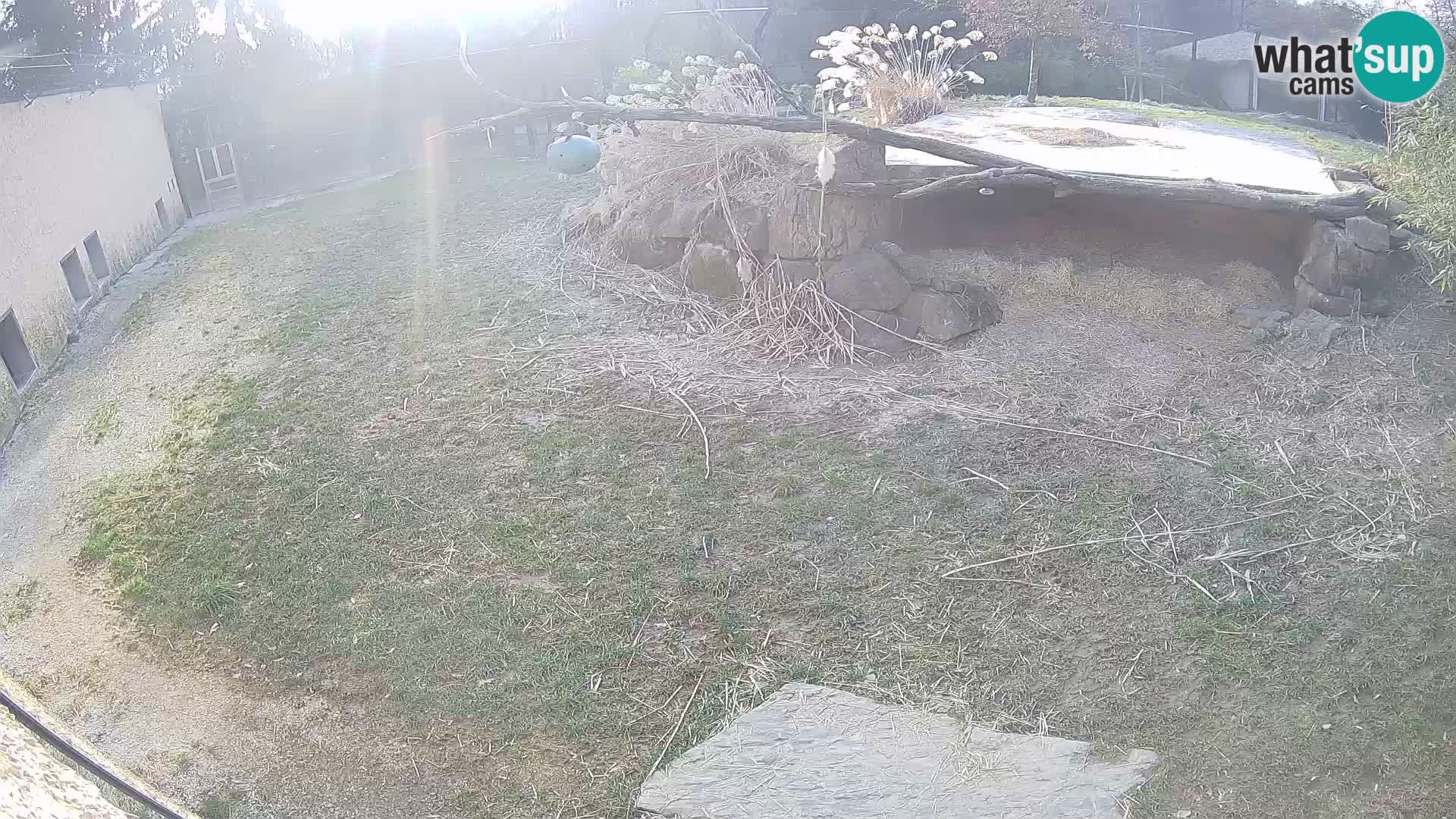 Löwe live Webcam im Zoo von Ljubljana – Slowenien