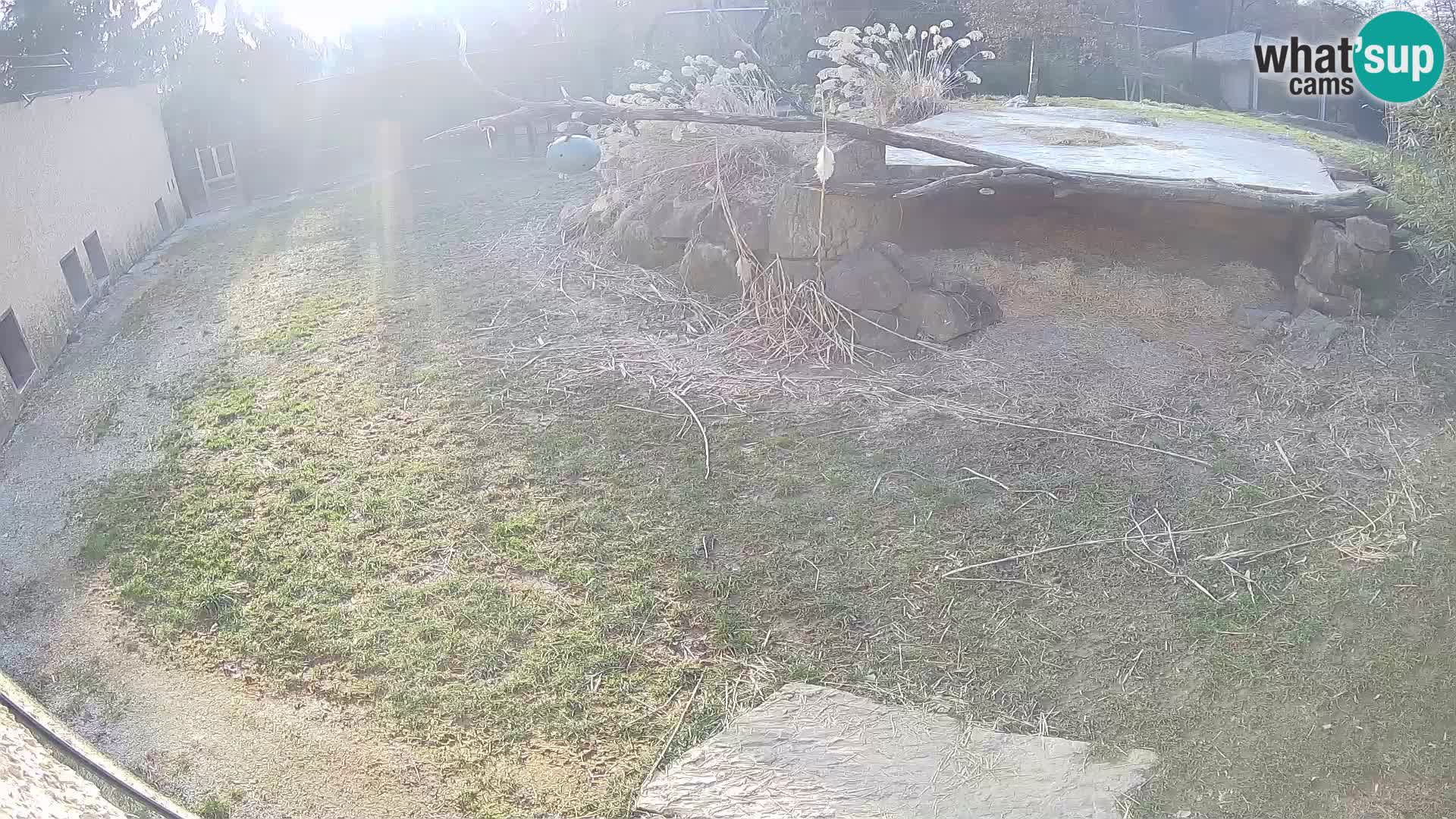 LEONE live Webcam nello zoo di Lubiana – Slovenia