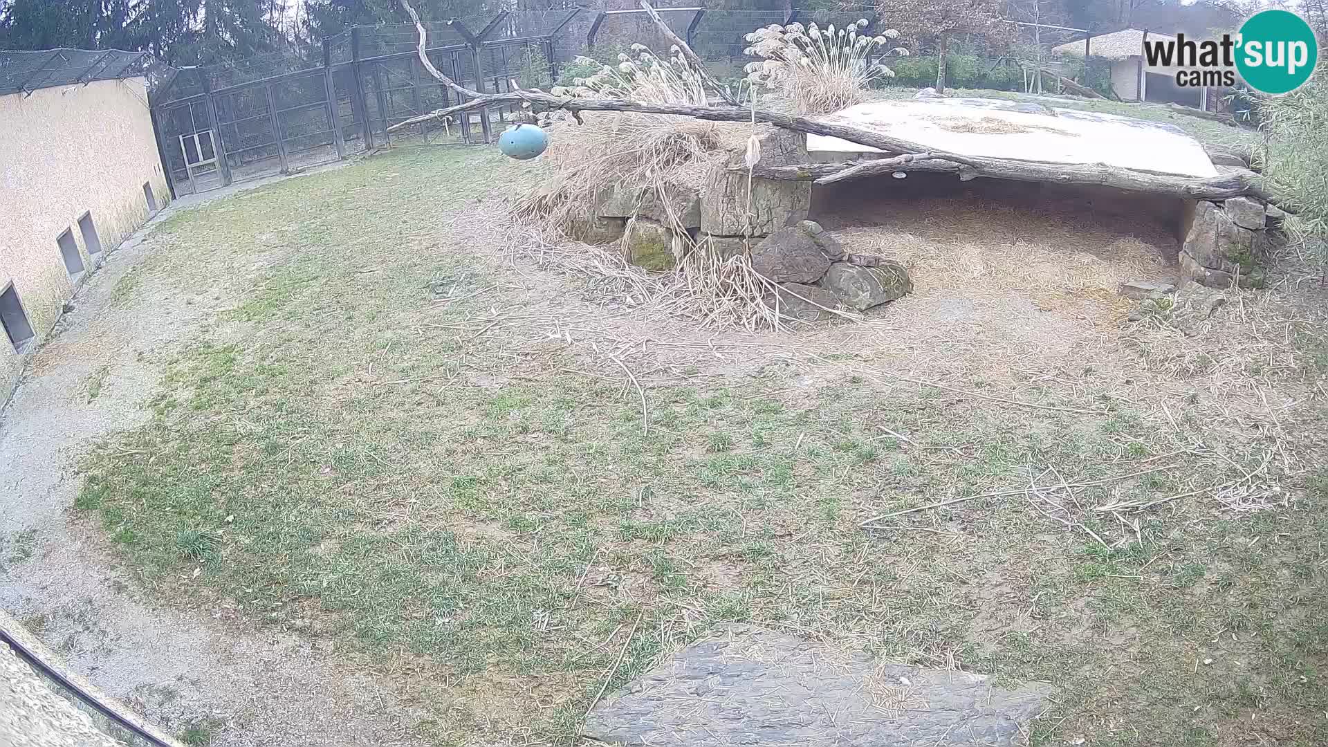 LEONE live Webcam nello zoo di Lubiana – Slovenia