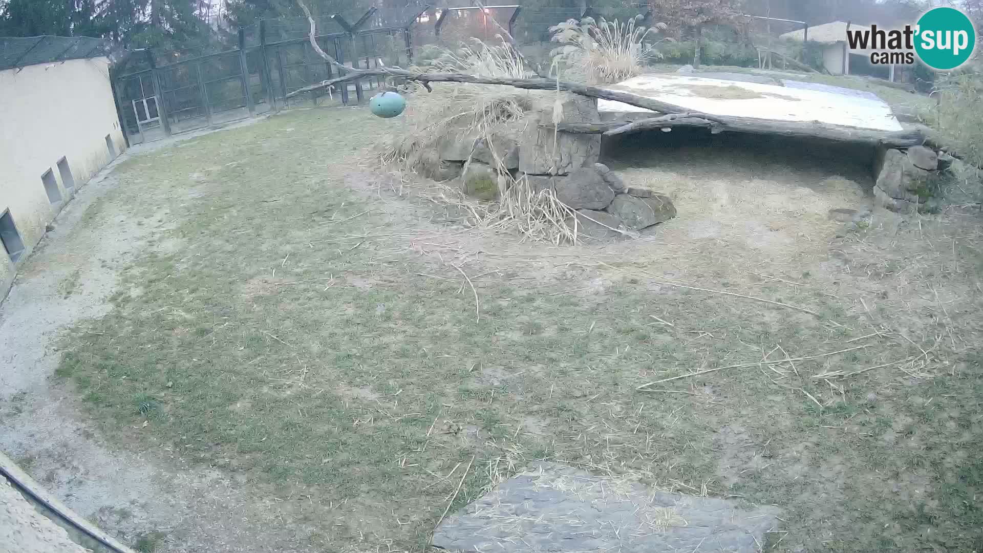 LION webcam en direct du zoo de Ljubljana – Slovénie