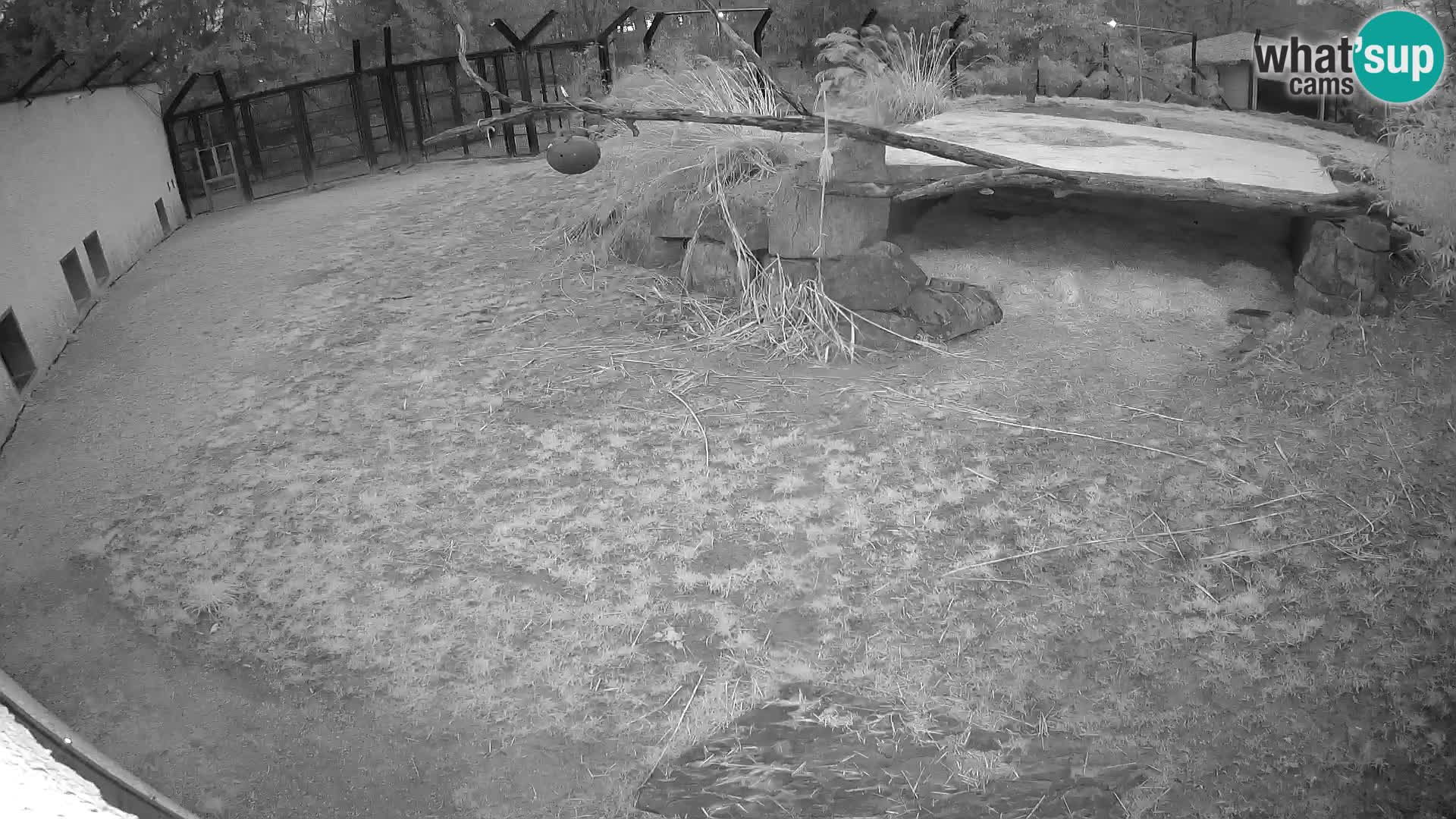 Löwe live Webcam im Zoo von Ljubljana – Slowenien