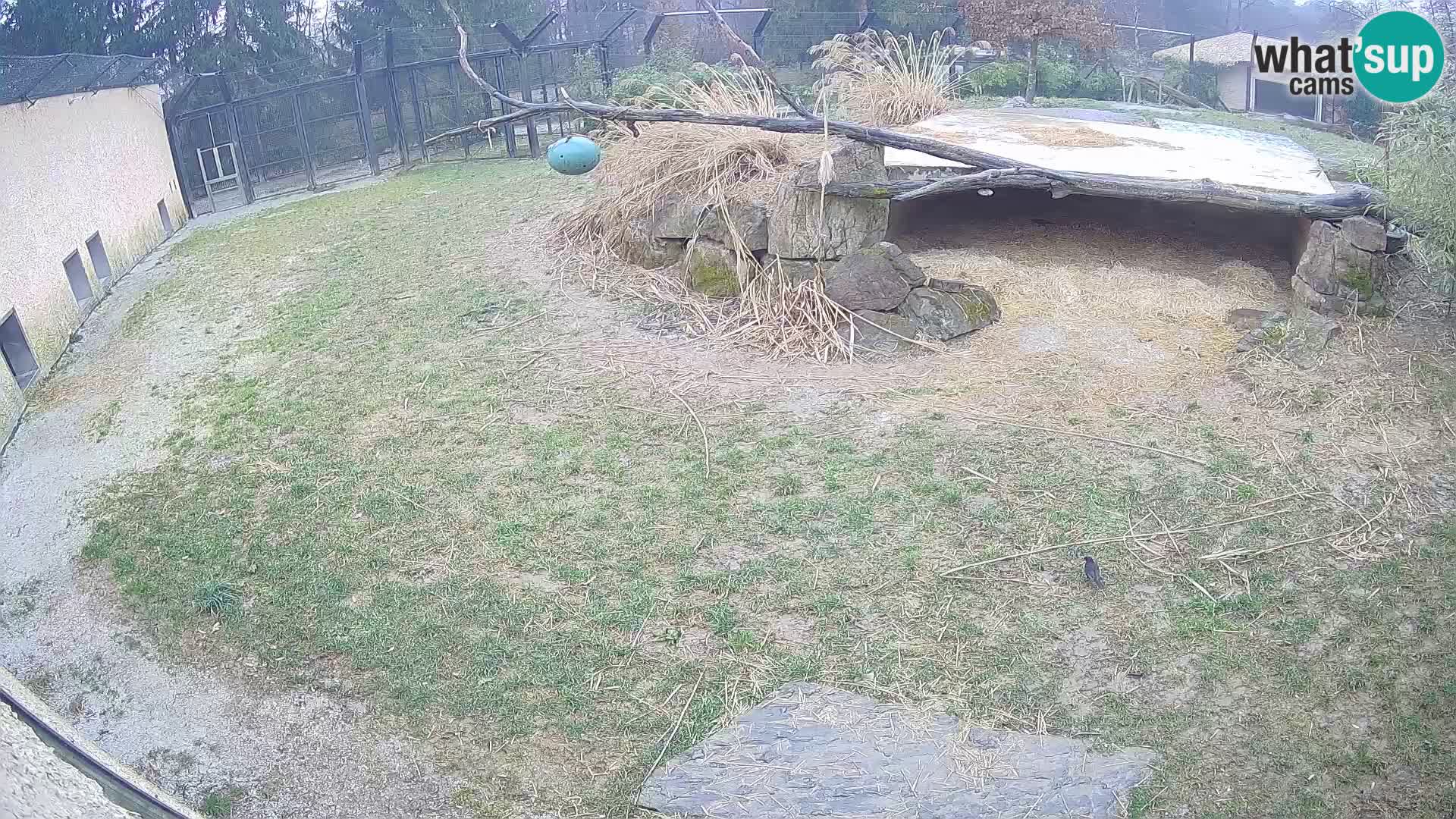 LEONE live Webcam nello zoo di Lubiana – Slovenia