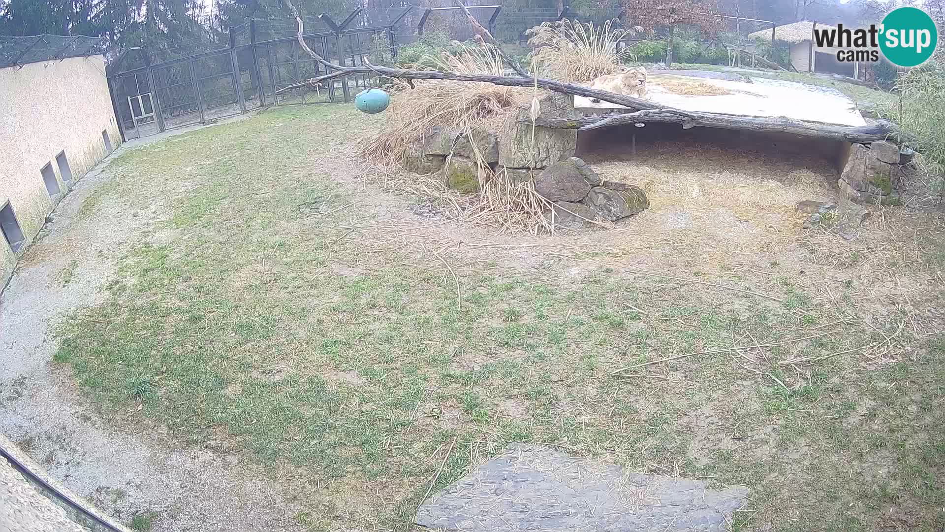 Löwe live Webcam im Zoo von Ljubljana – Slowenien