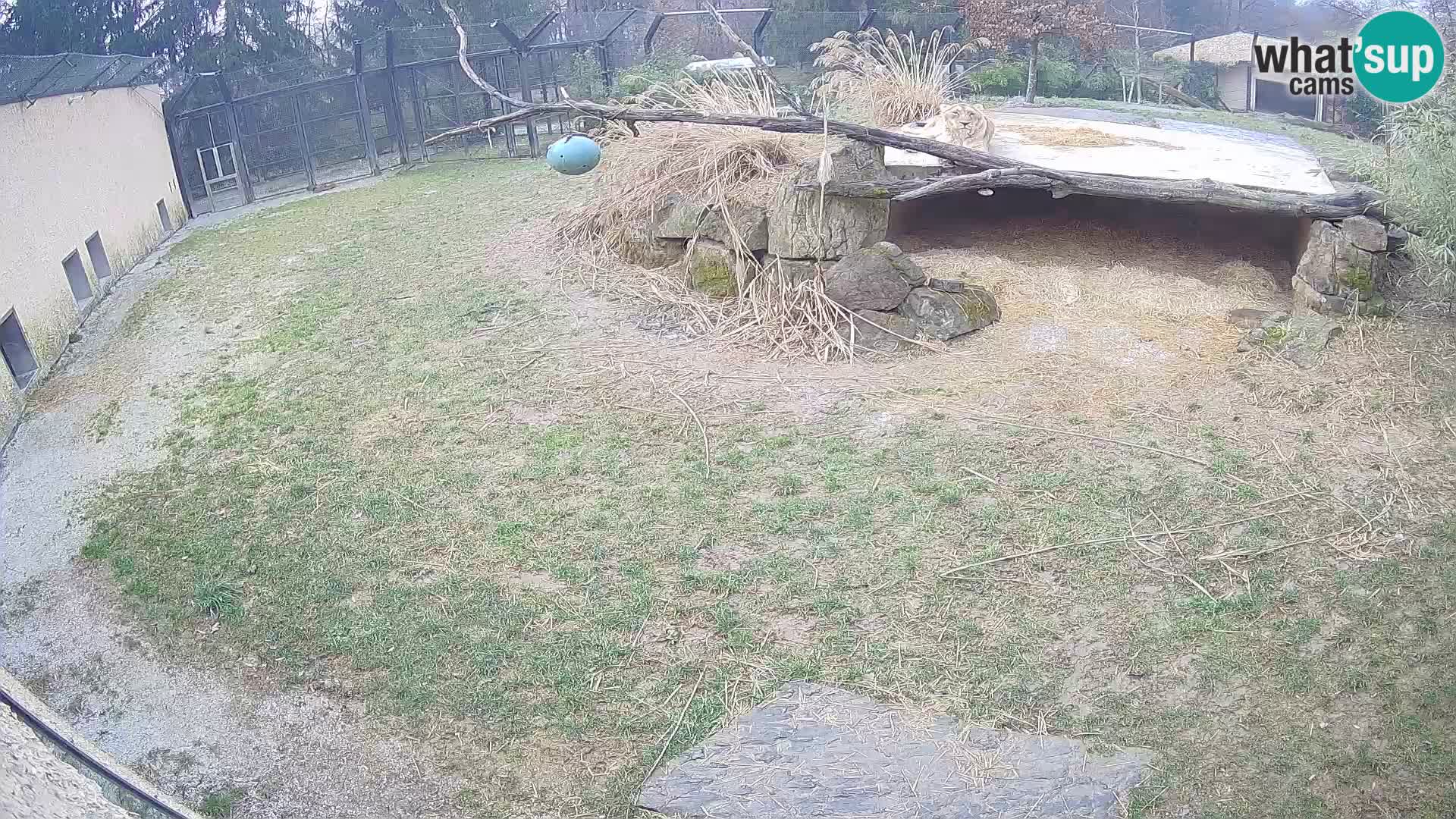 Löwe live Webcam im Zoo von Ljubljana – Slowenien