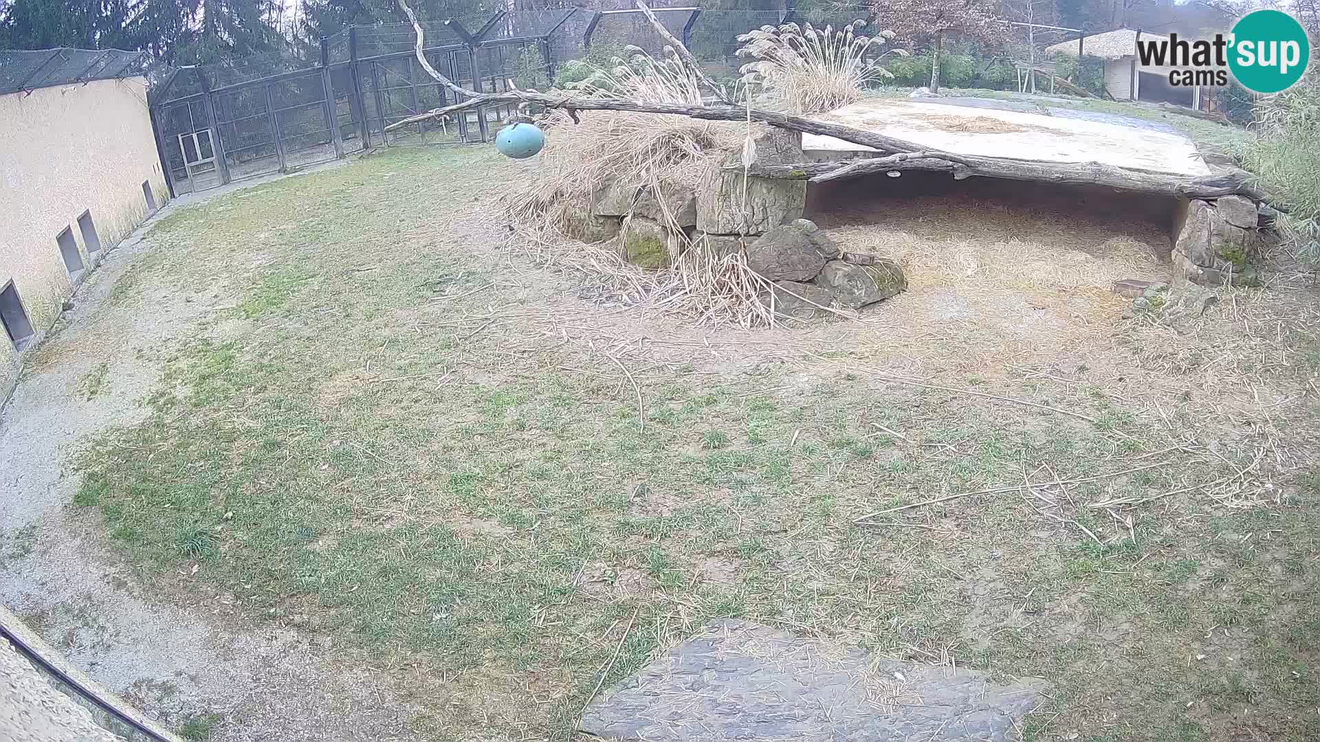 Löwe live Webcam im Zoo von Ljubljana – Slowenien