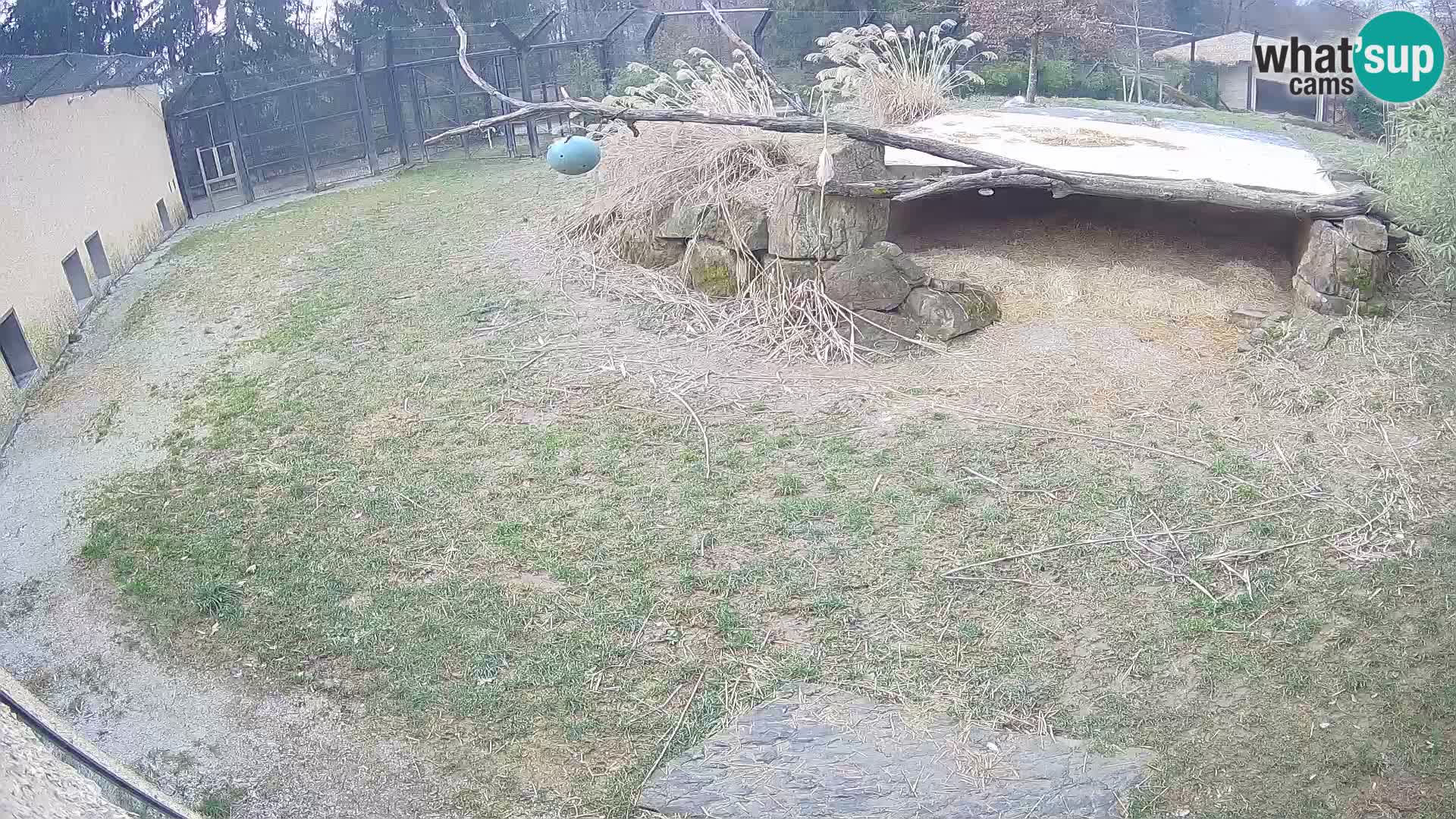 LEONE live Webcam nello zoo di Lubiana – Slovenia