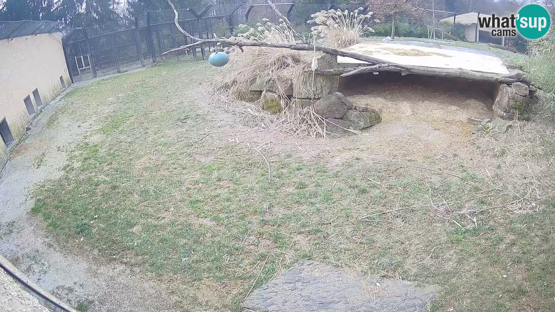 LEONE live Webcam nello zoo di Lubiana – Slovenia