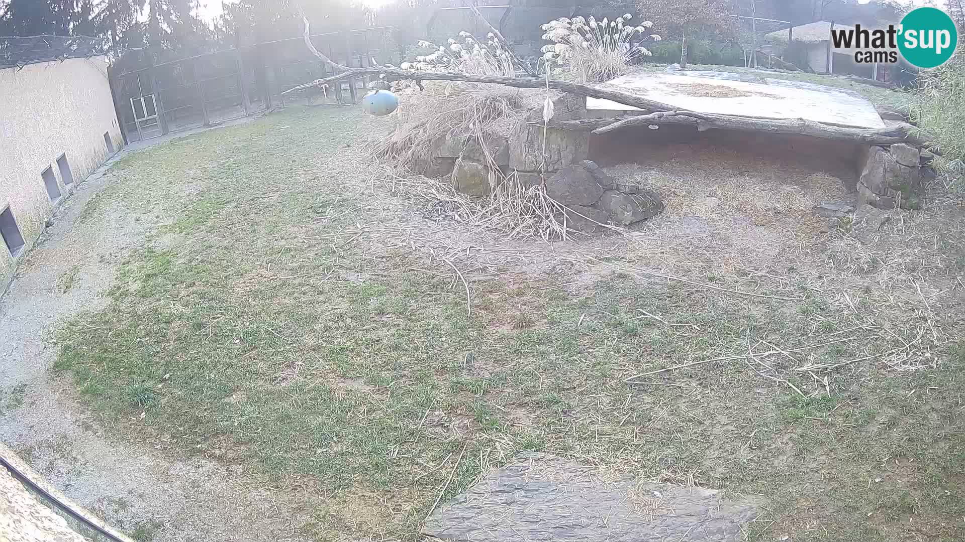 Löwe live Webcam im Zoo von Ljubljana – Slowenien