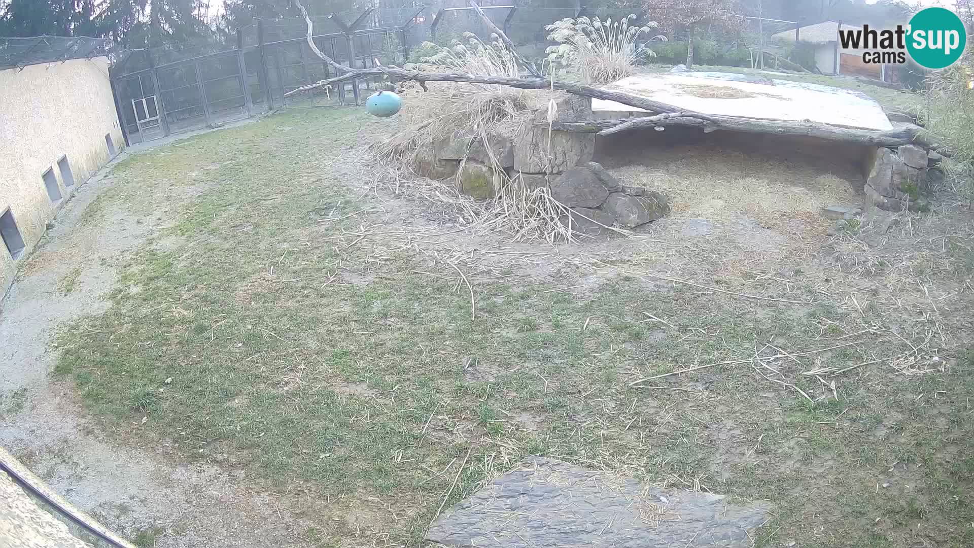 LEONE live Webcam nello zoo di Lubiana – Slovenia