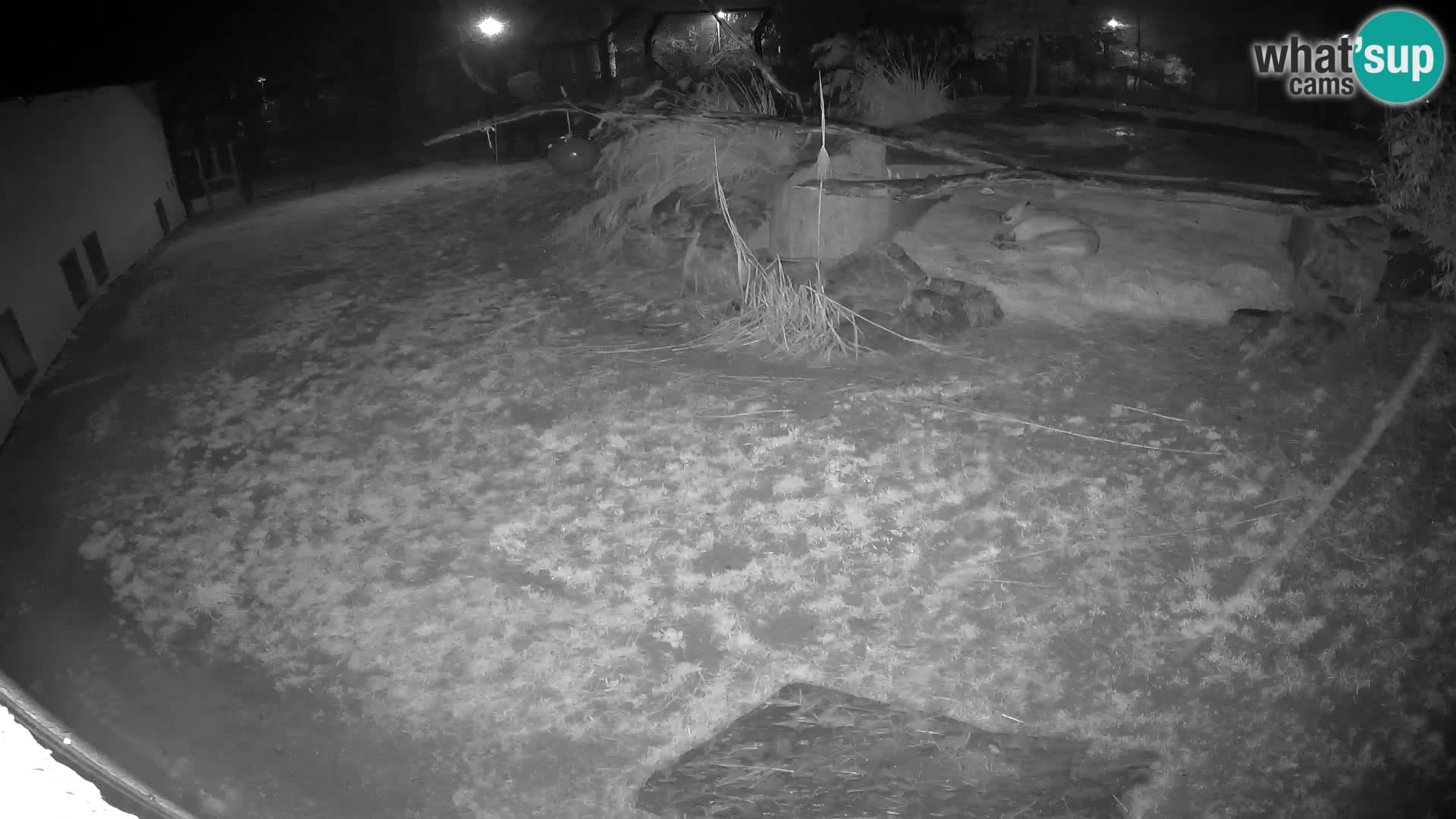 LEONE live Webcam nello zoo di Lubiana – Slovenia