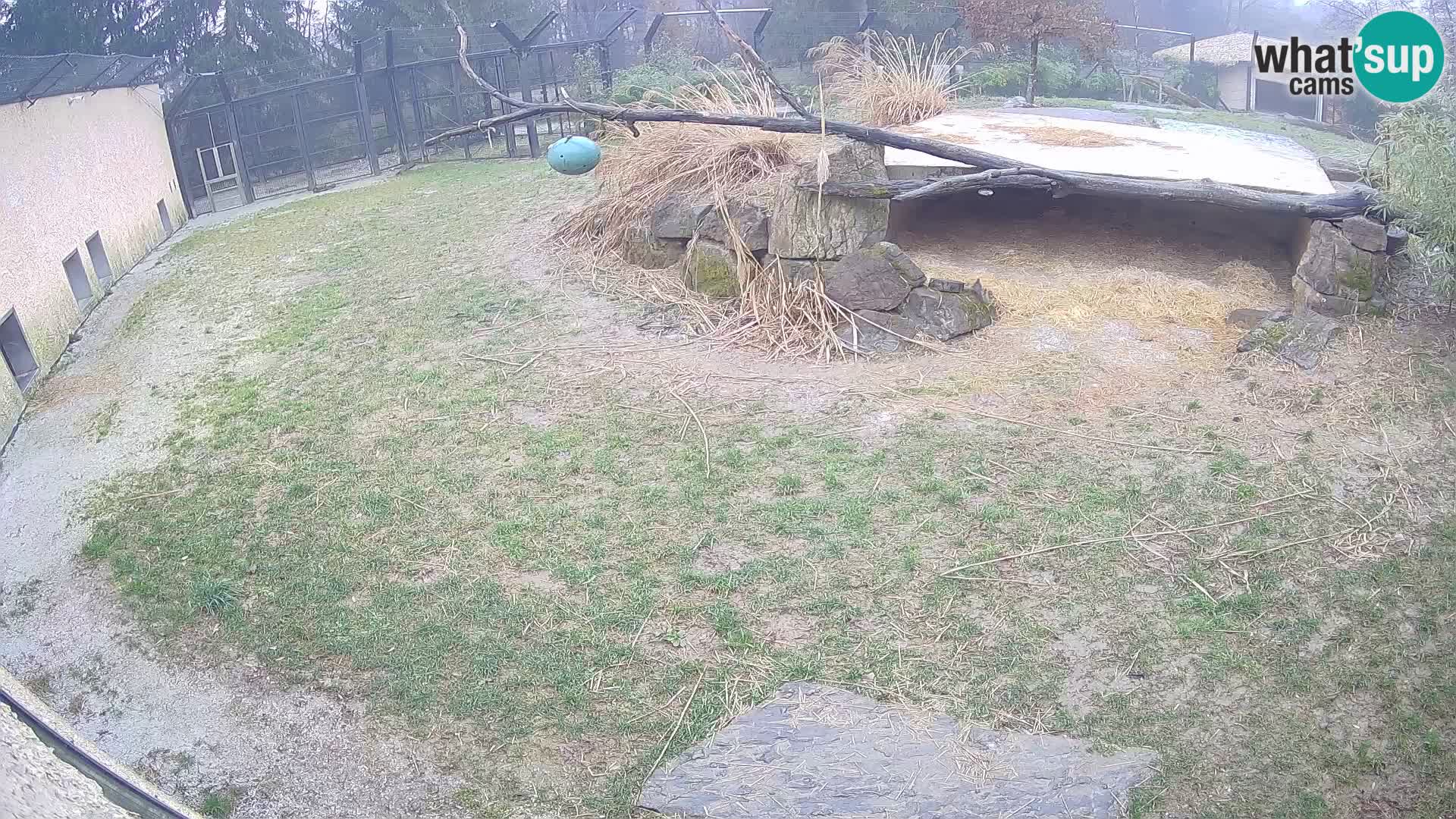 Löwe live Webcam im Zoo von Ljubljana – Slowenien