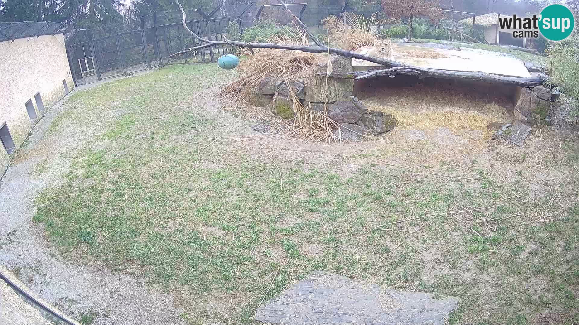 LION live Webcam in Ljubljana Zoo – Slovenia