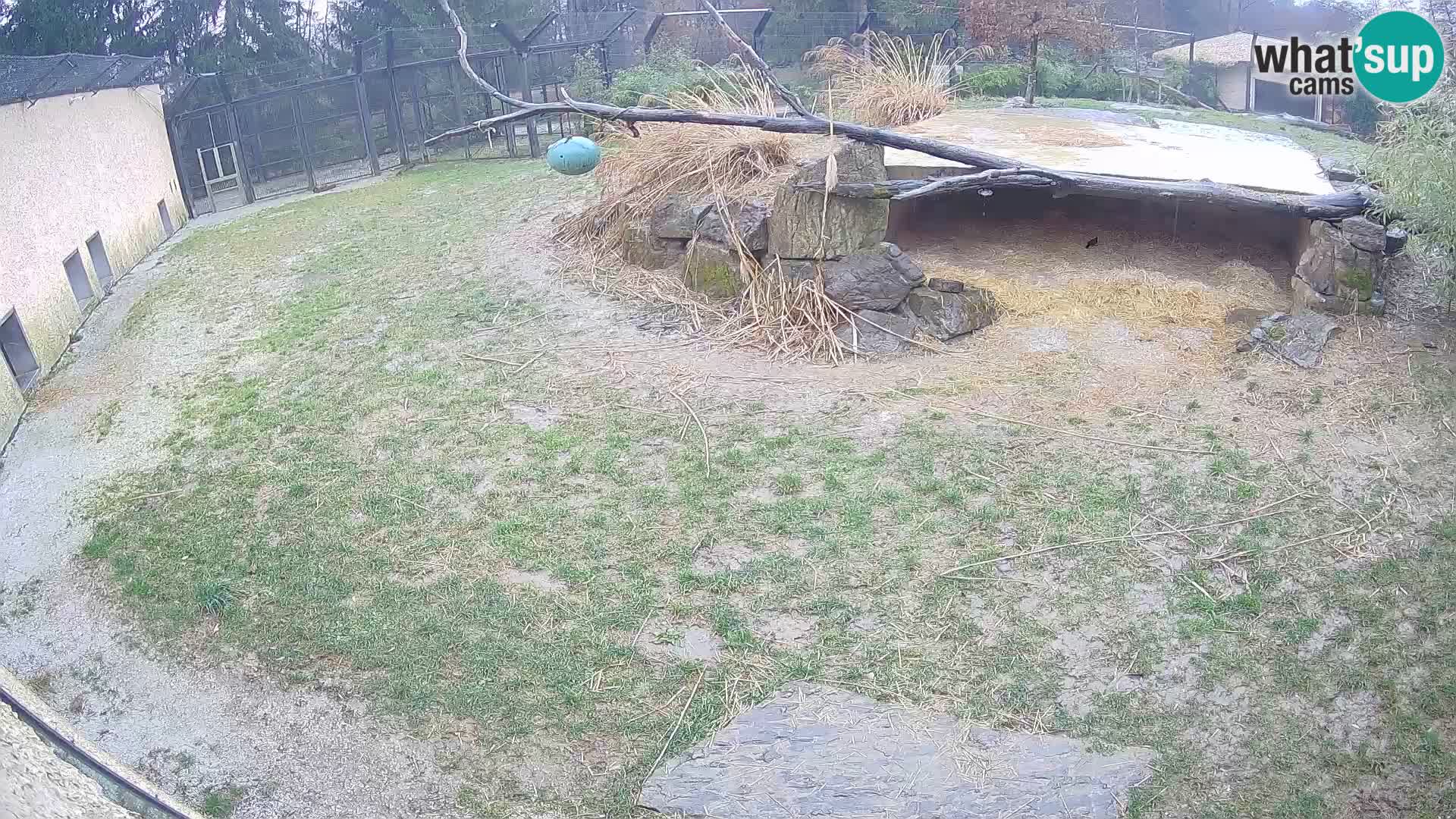 Löwe live Webcam im Zoo von Ljubljana – Slowenien