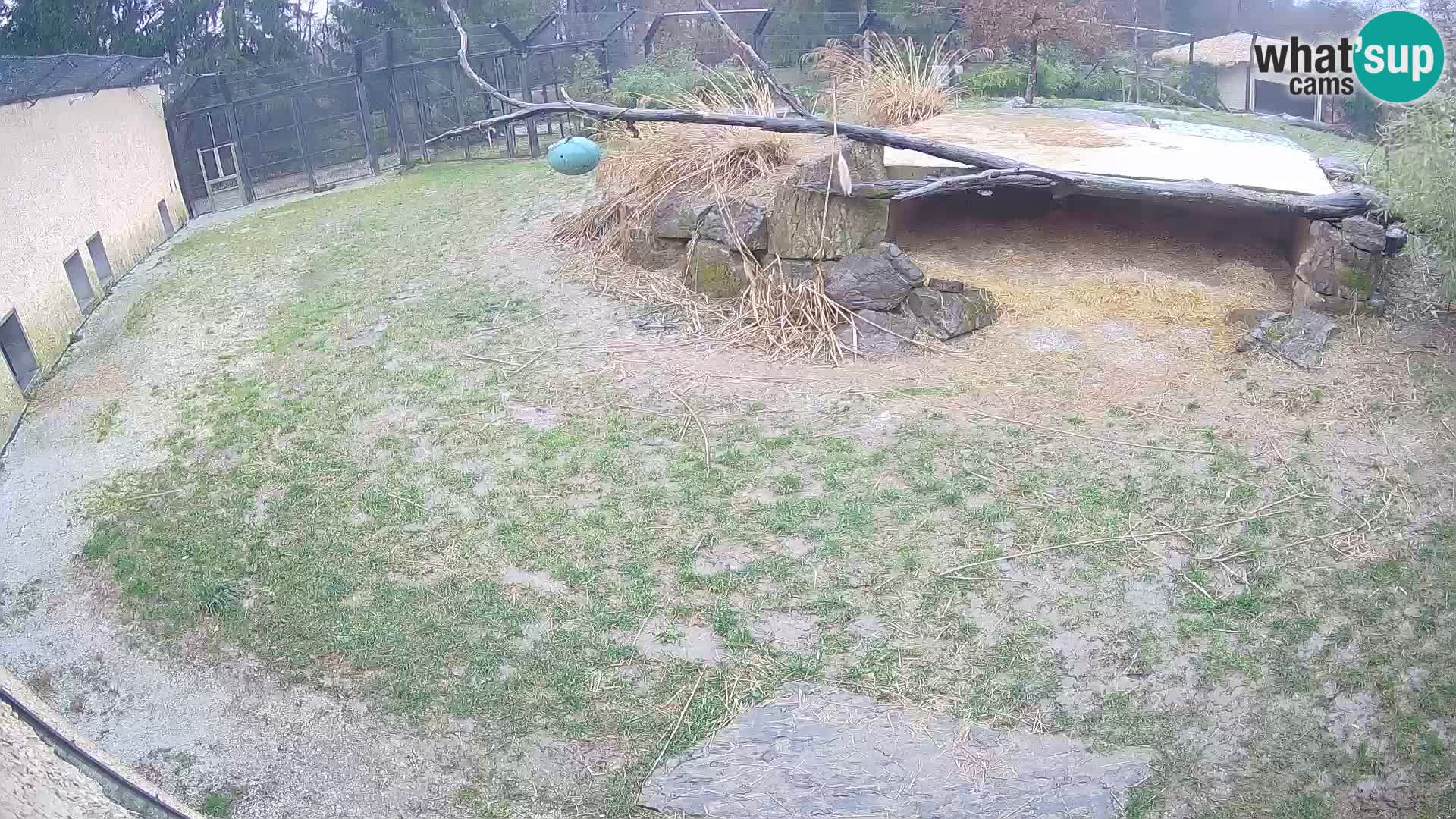 LION webcam en direct du zoo de Ljubljana – Slovénie