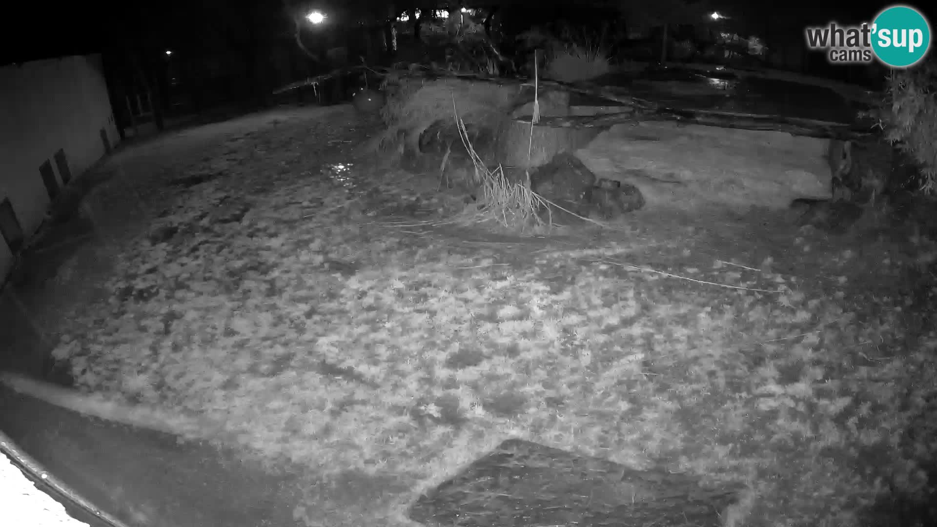 LION webcam en direct du zoo de Ljubljana – Slovénie