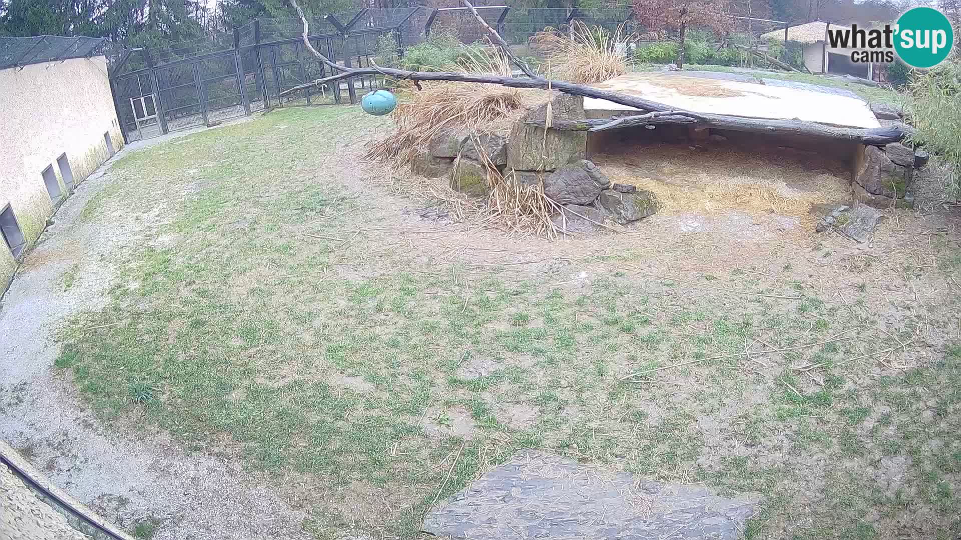 LEONE live Webcam nello zoo di Lubiana – Slovenia