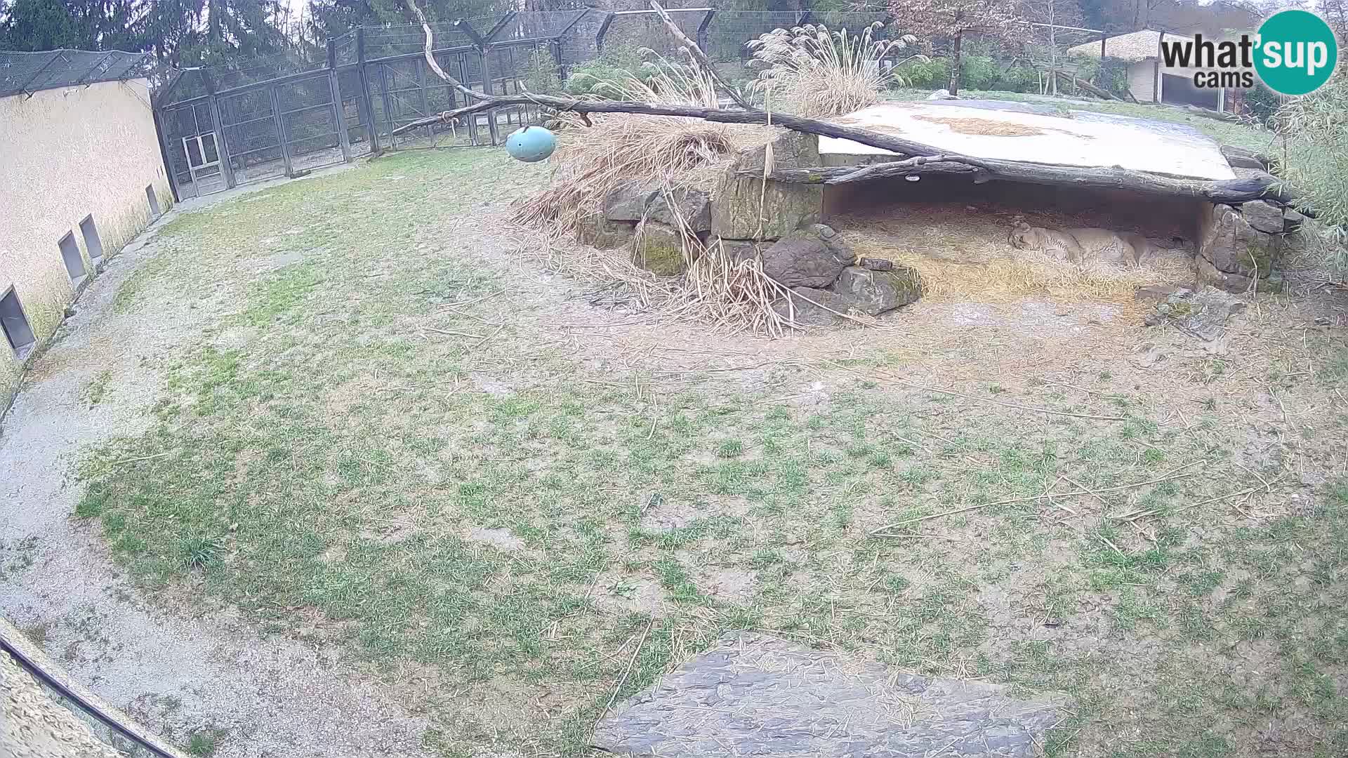 LION live Webcam in Ljubljana Zoo – Slovenia