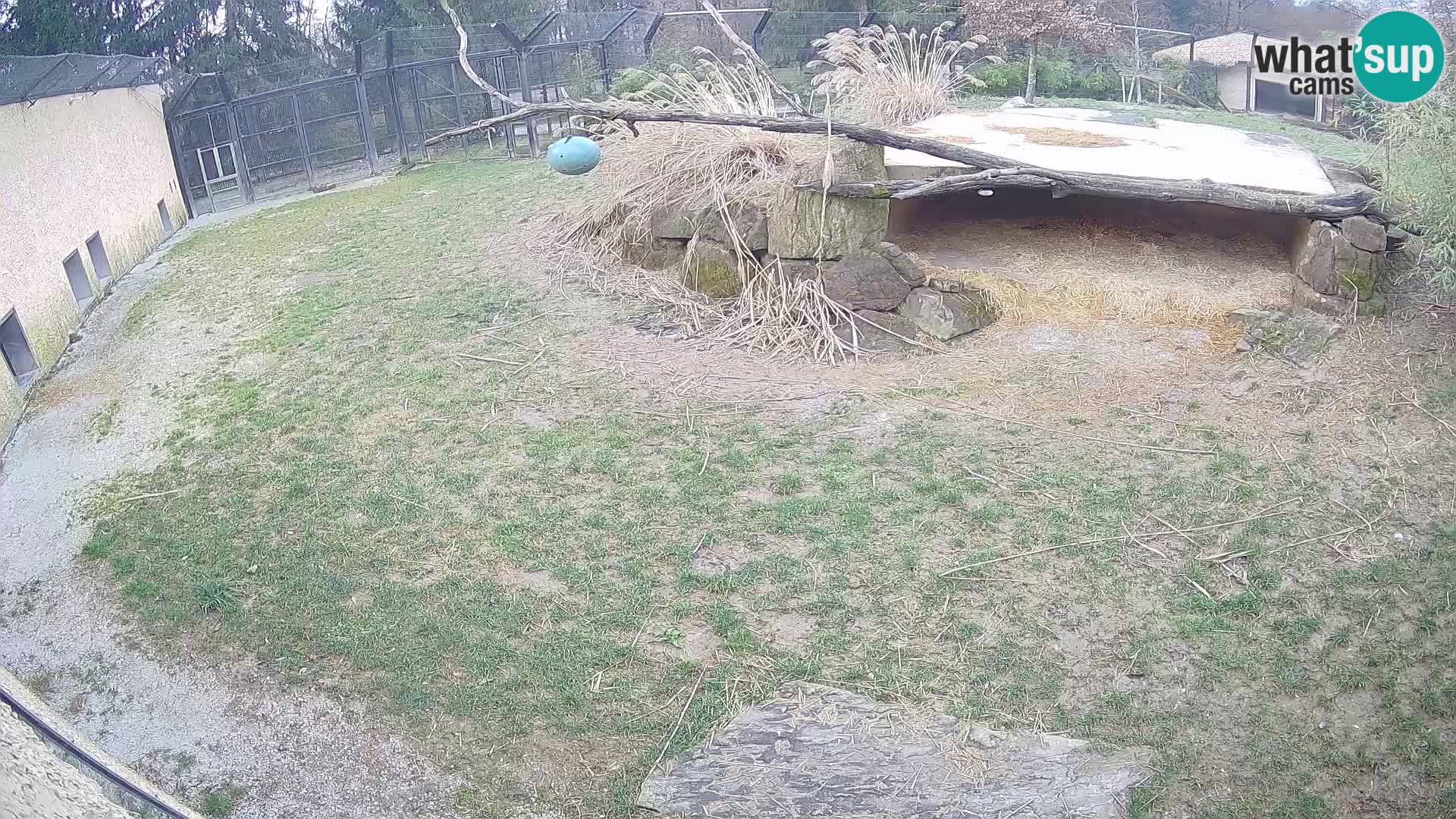 LION live Webcam in Ljubljana Zoo – Slovenia