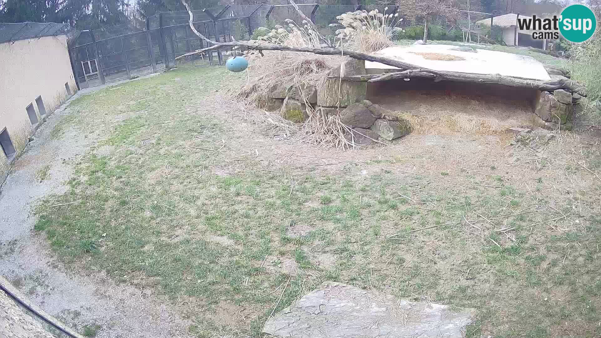 LION live Webcam in Ljubljana Zoo – Slovenia