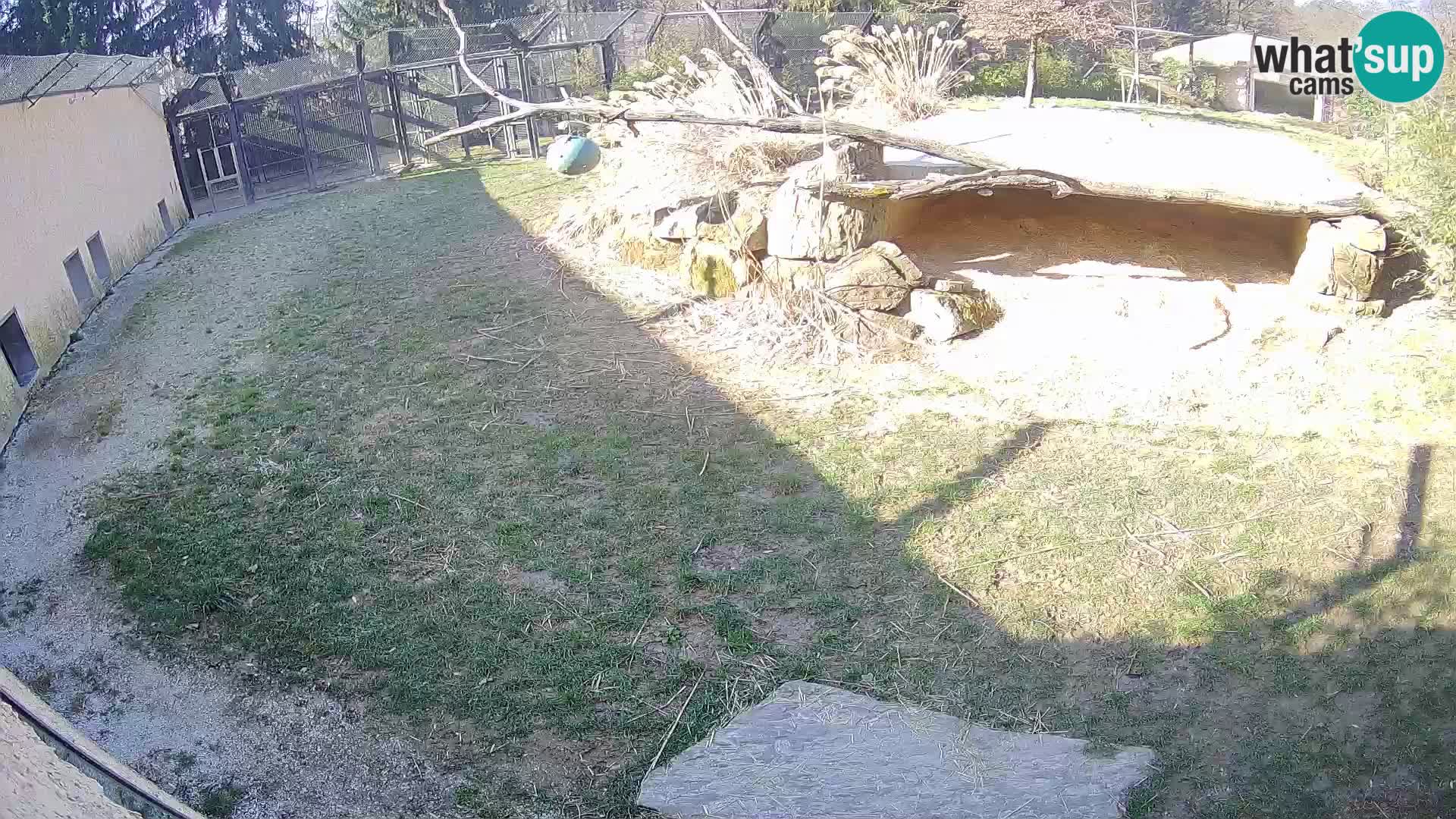 LION live Webcam in Ljubljana Zoo – Slovenia