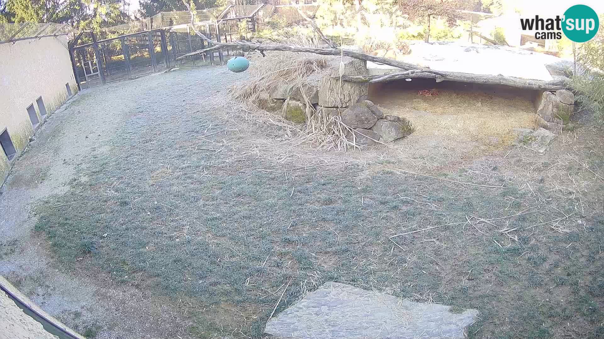 LION live Webcam in Ljubljana Zoo – Slovenia