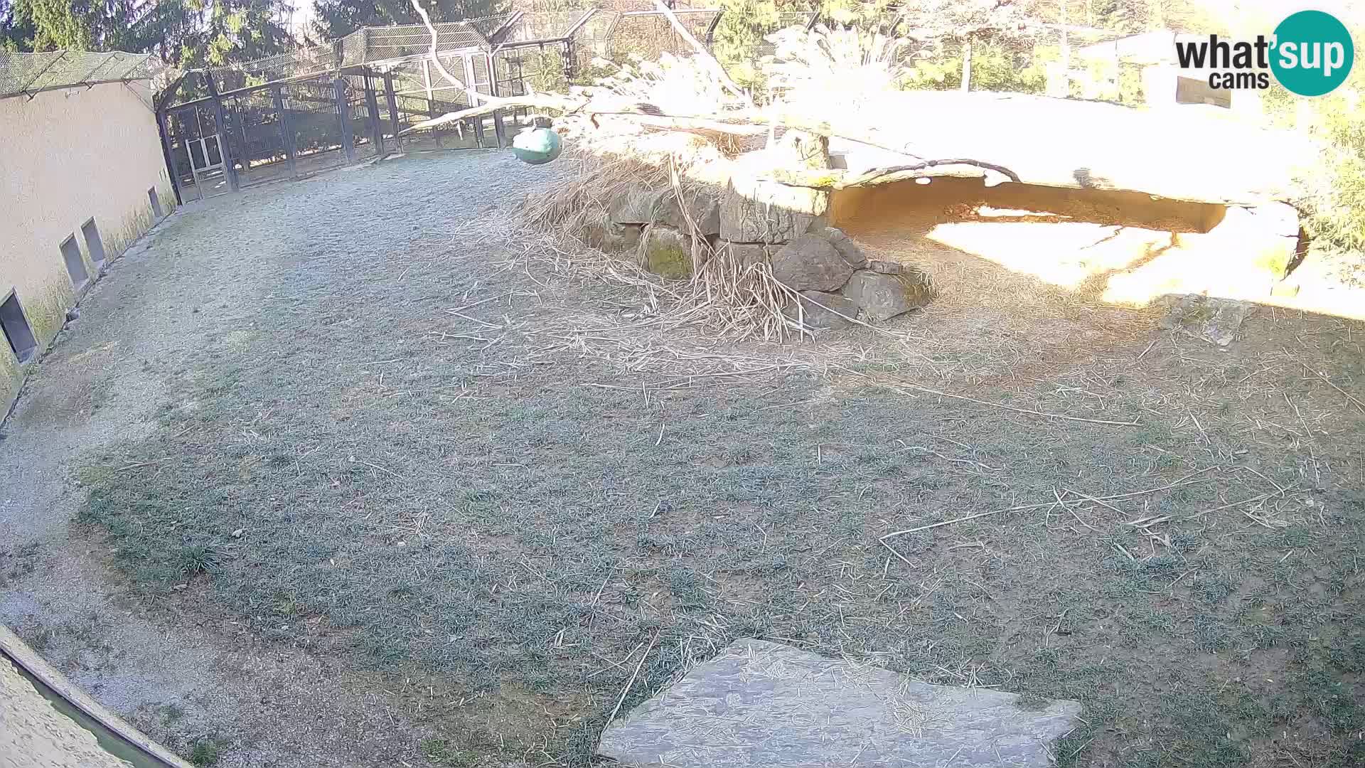 Löwe live Webcam im Zoo von Ljubljana – Slowenien